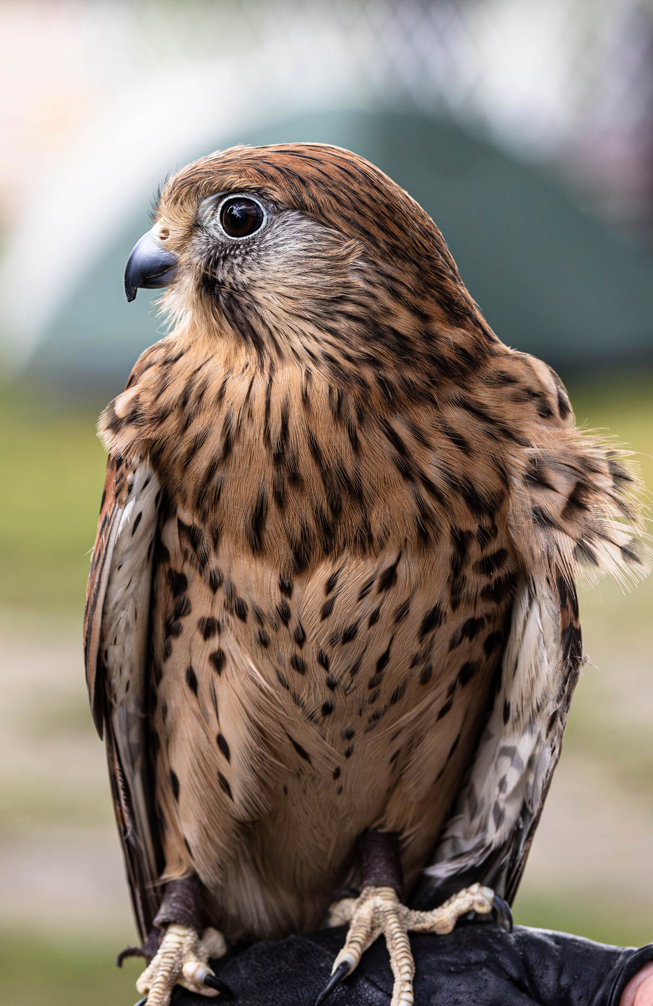 «Лихолесье» 2024. Bertran Ordo