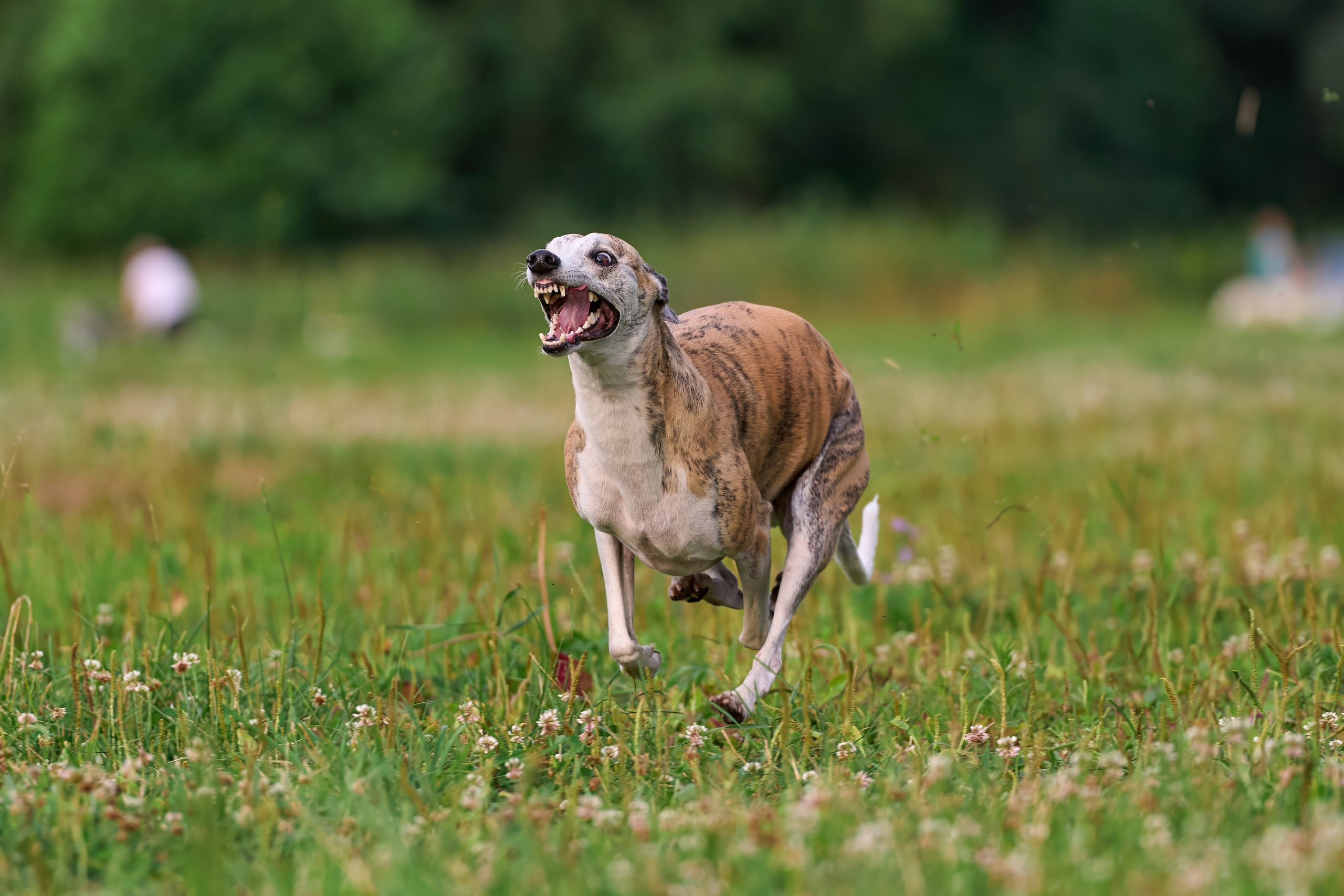 Тренировка по курсингу в Донино. Фотограф-анималист Михаил Манухин