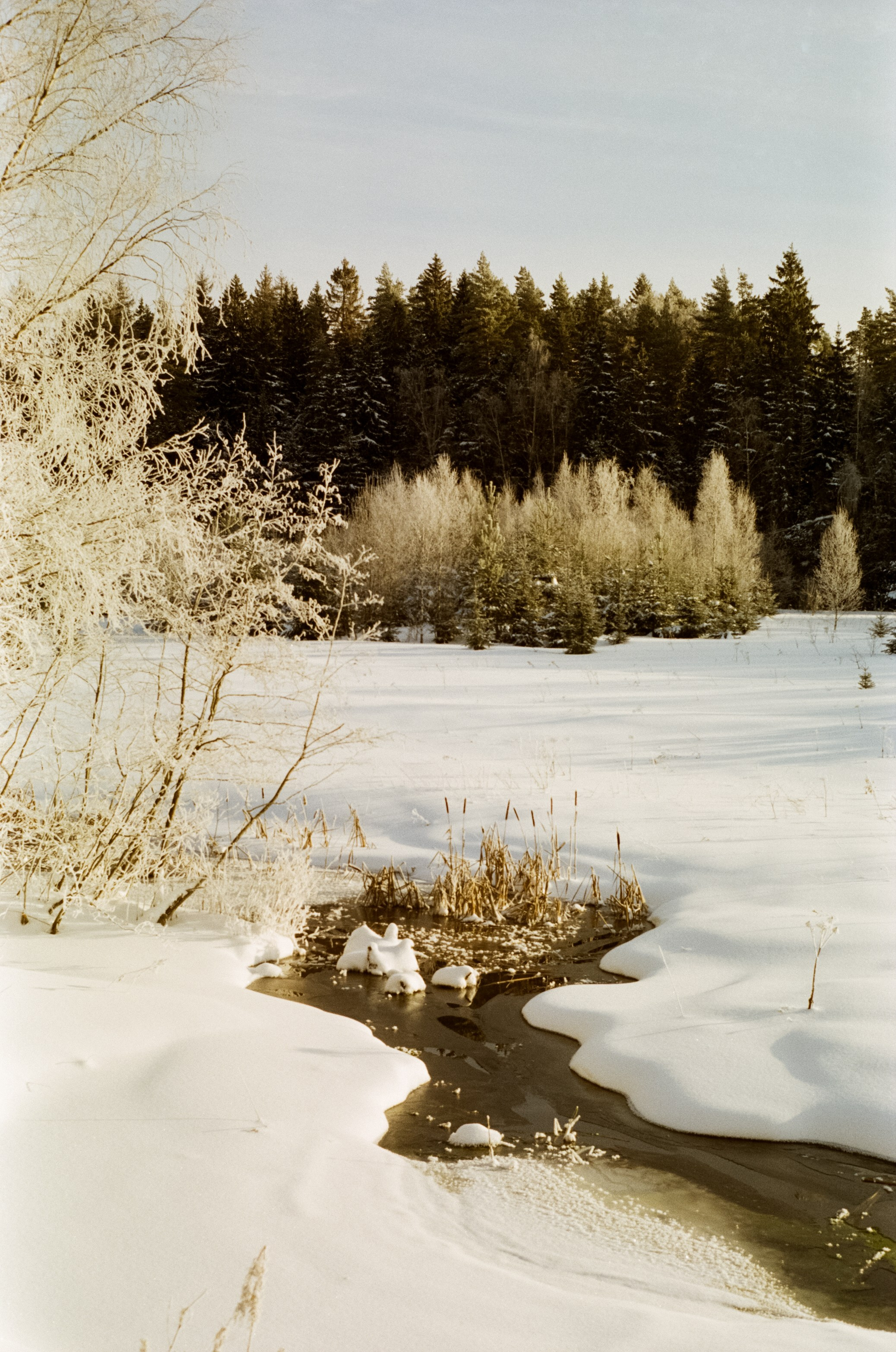 Pentax MZ-3 (1) объектив Schneider-Kreuznach Retina-Xenon 50 mm f/1.9 D