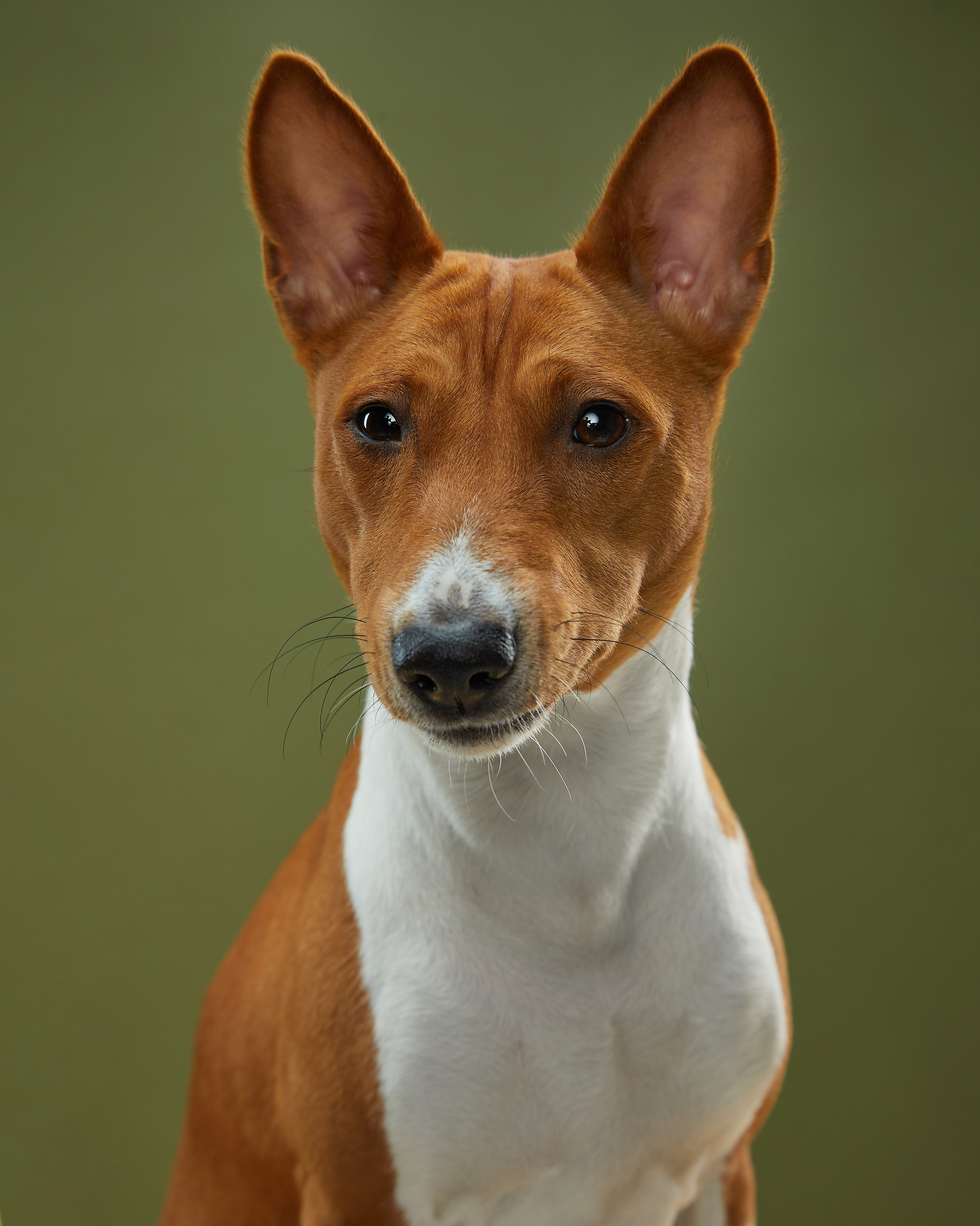 Pets Photography / Фотограф Собак