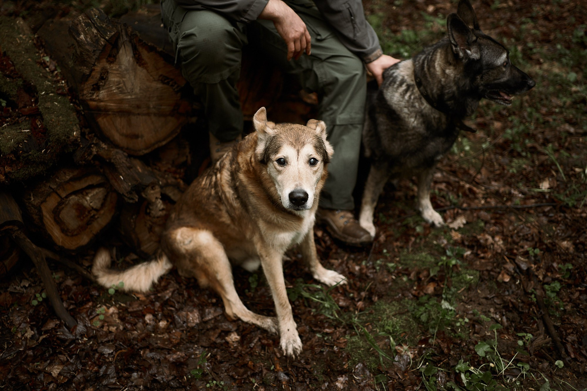 Дима, Рыжий и Воля. Фотограф анималист Москва Дарья