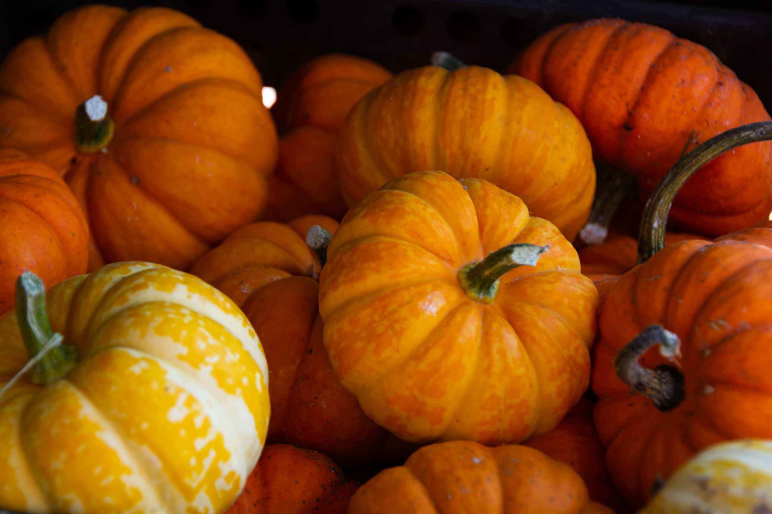 Цветник. закрытие сезона. Семейный и репортажный фотограф в Хабаровске Татьяна Болычева