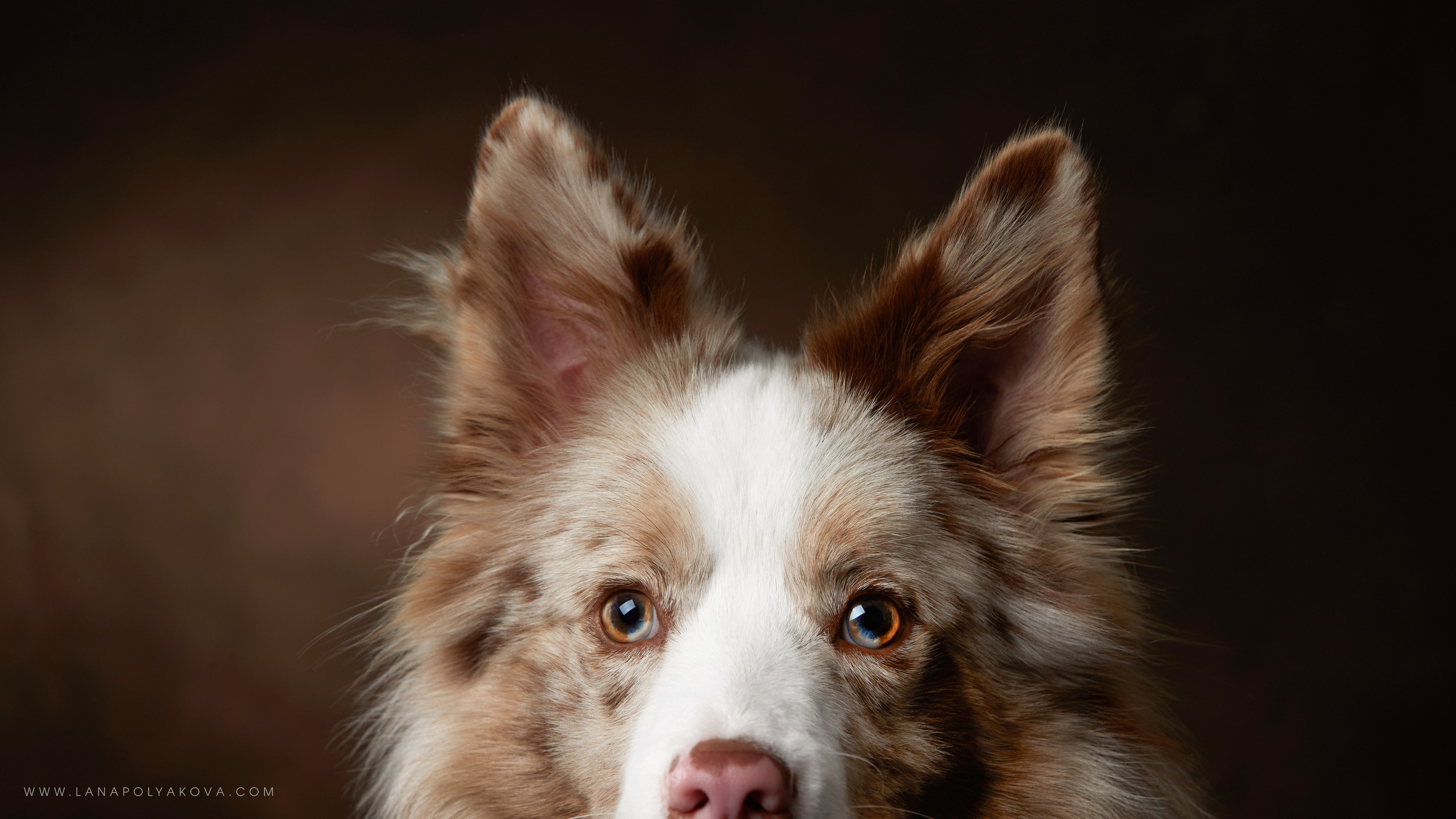 Оскар передает привет 👋. ФОТОГРАФ-АНИМАЛИСТ l LANA POLYAKOVA