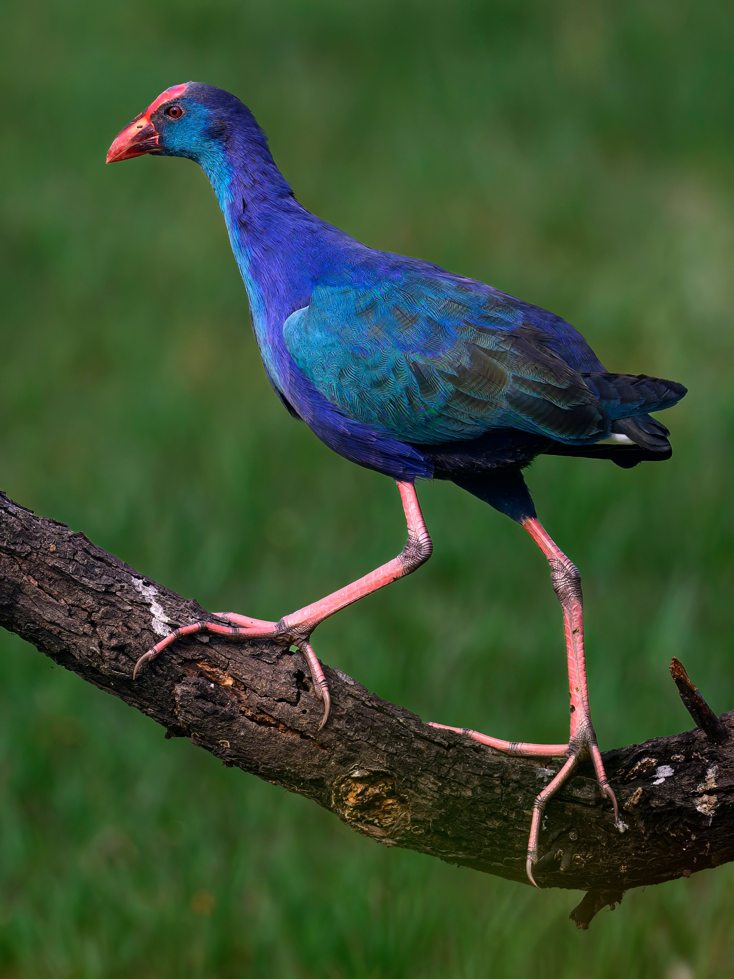 Раджастан, Индия. Wildlife photography by Sergey Puponin