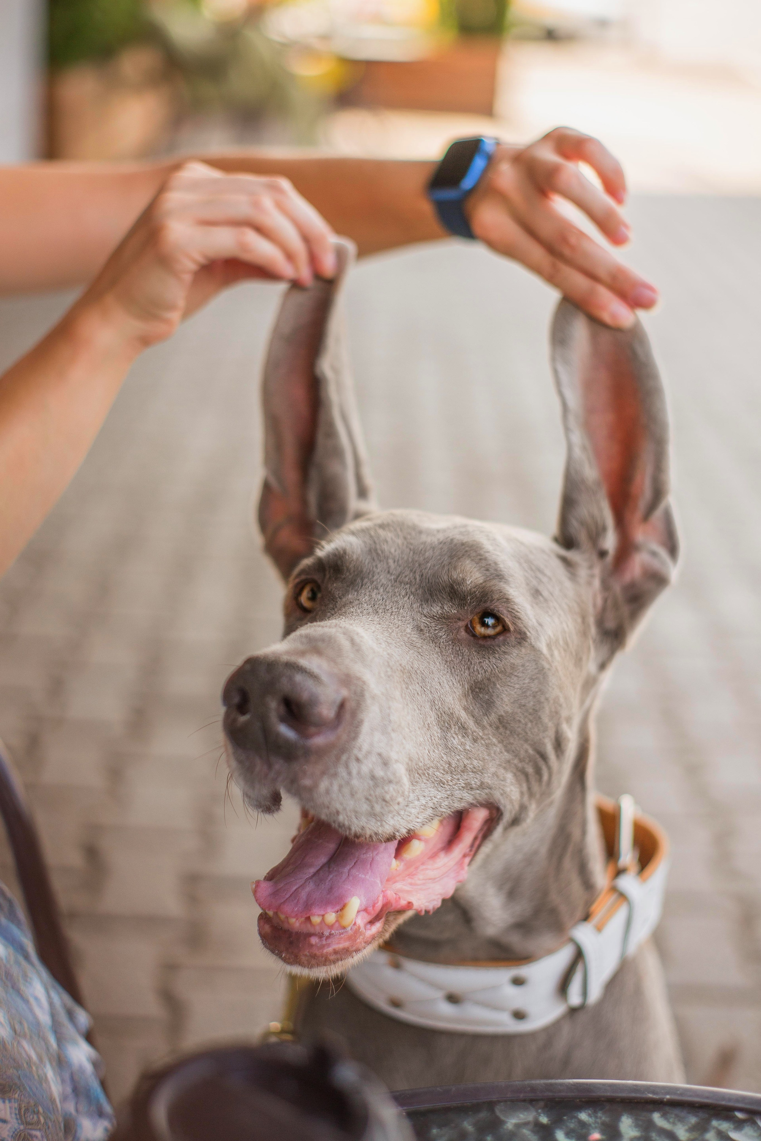 Евгения и Данте. Https://moshkovaphoto.ru/