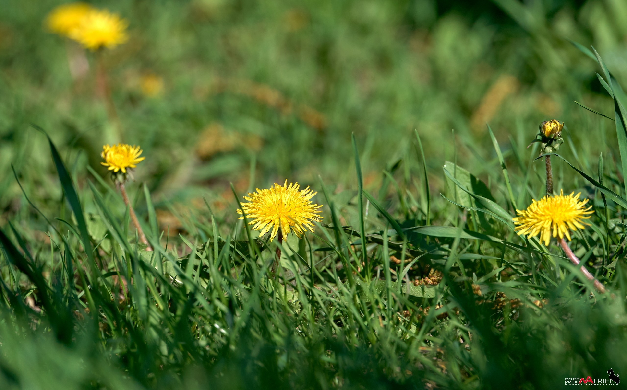 Природа в апреле. Всё в цветении!