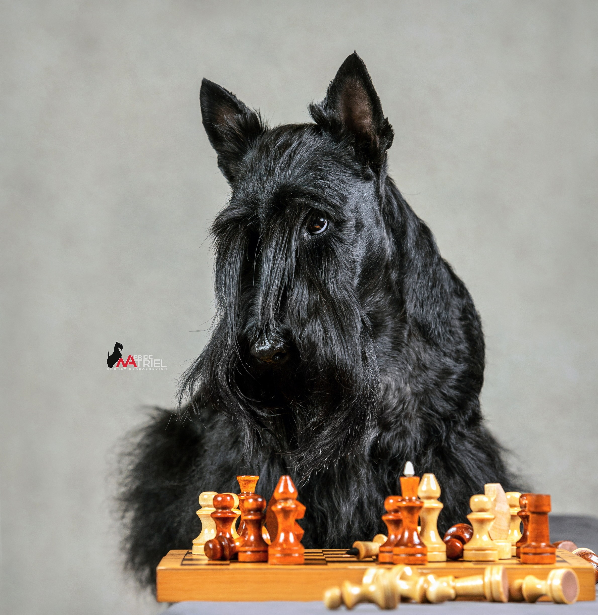 Портреты собак — галерея NATRIEL