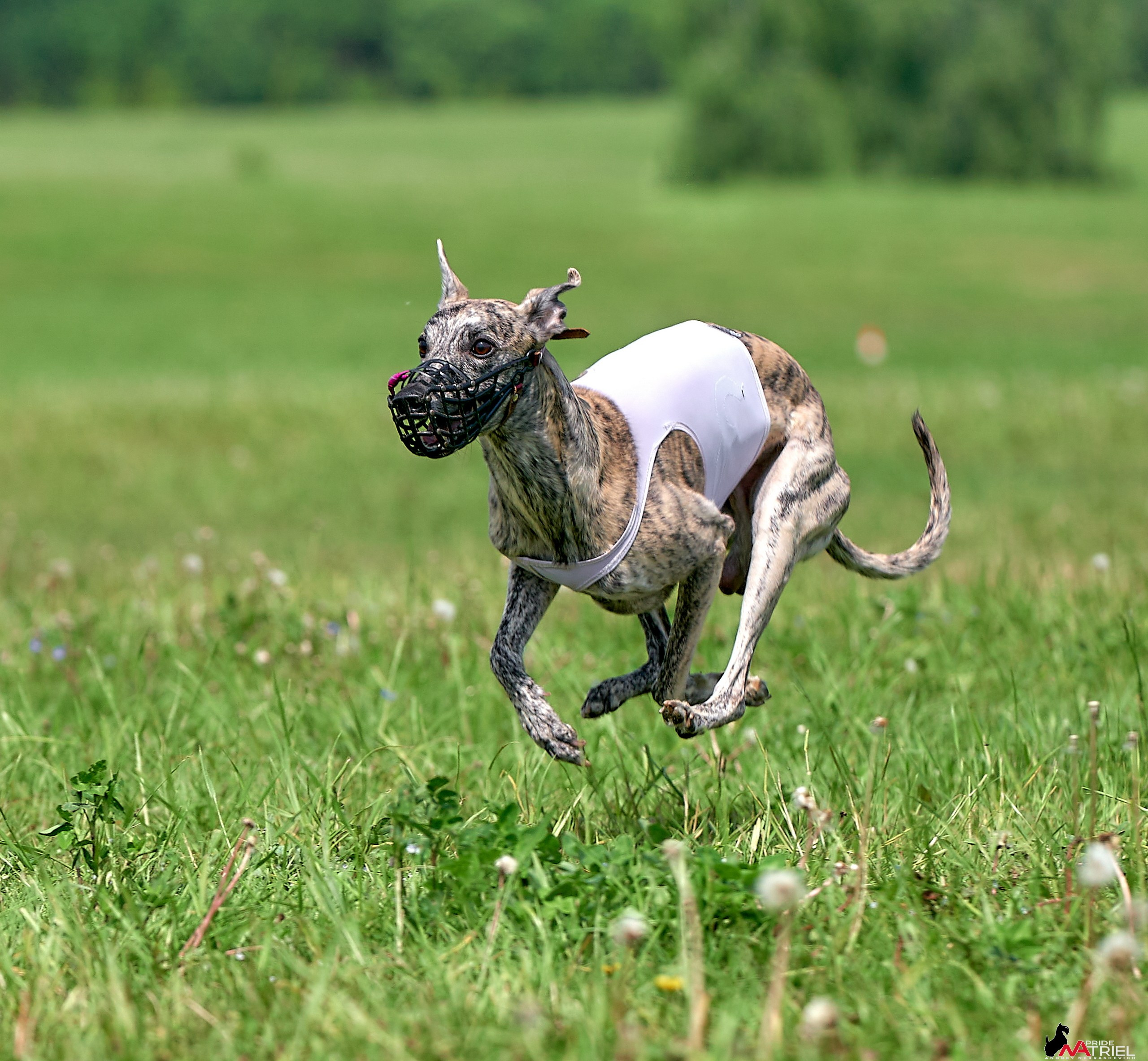 Съемка курсинг — галерея NATRIEL