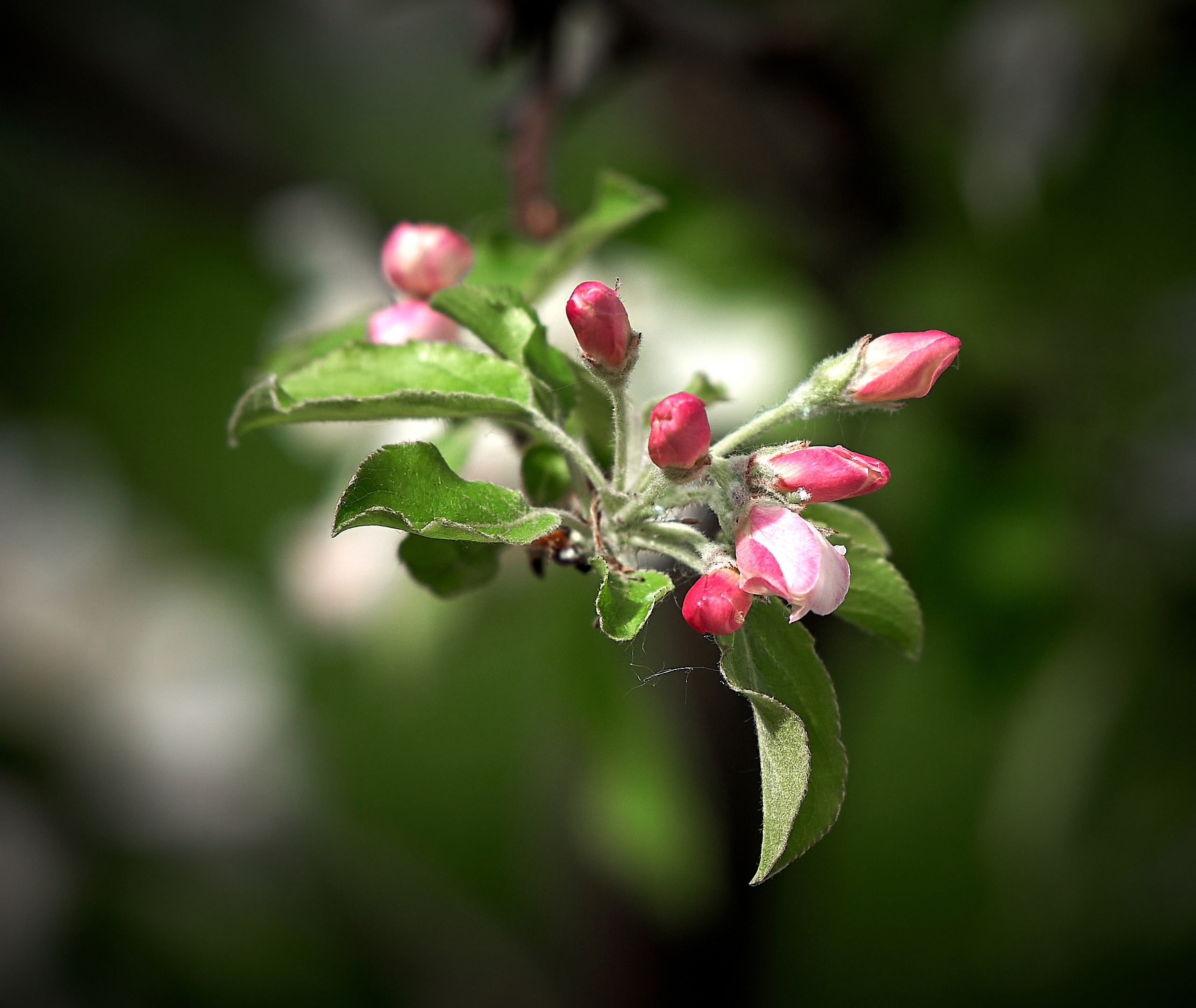 Лютики-цветочки — галерея NATRIEL