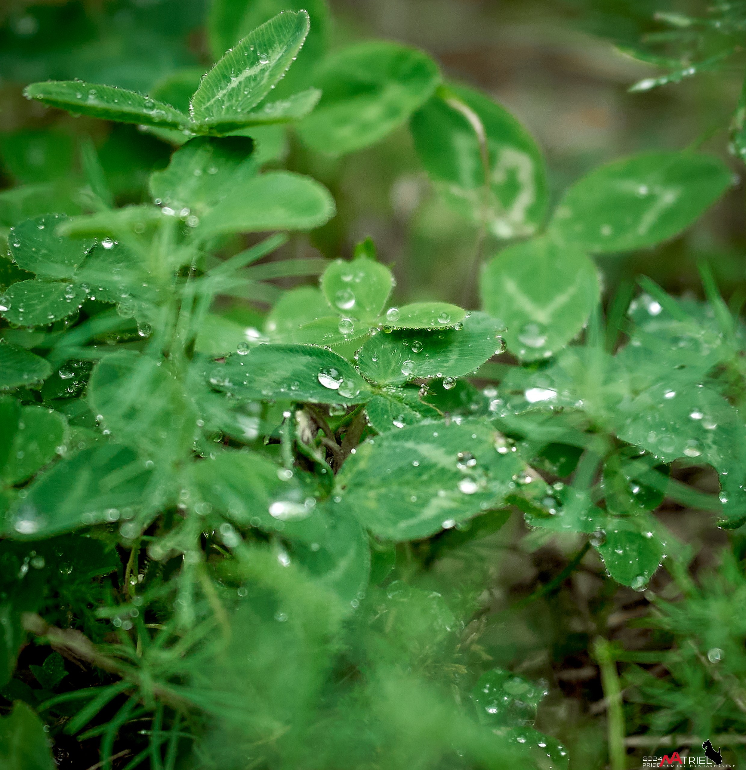 Съемка природы после дождя