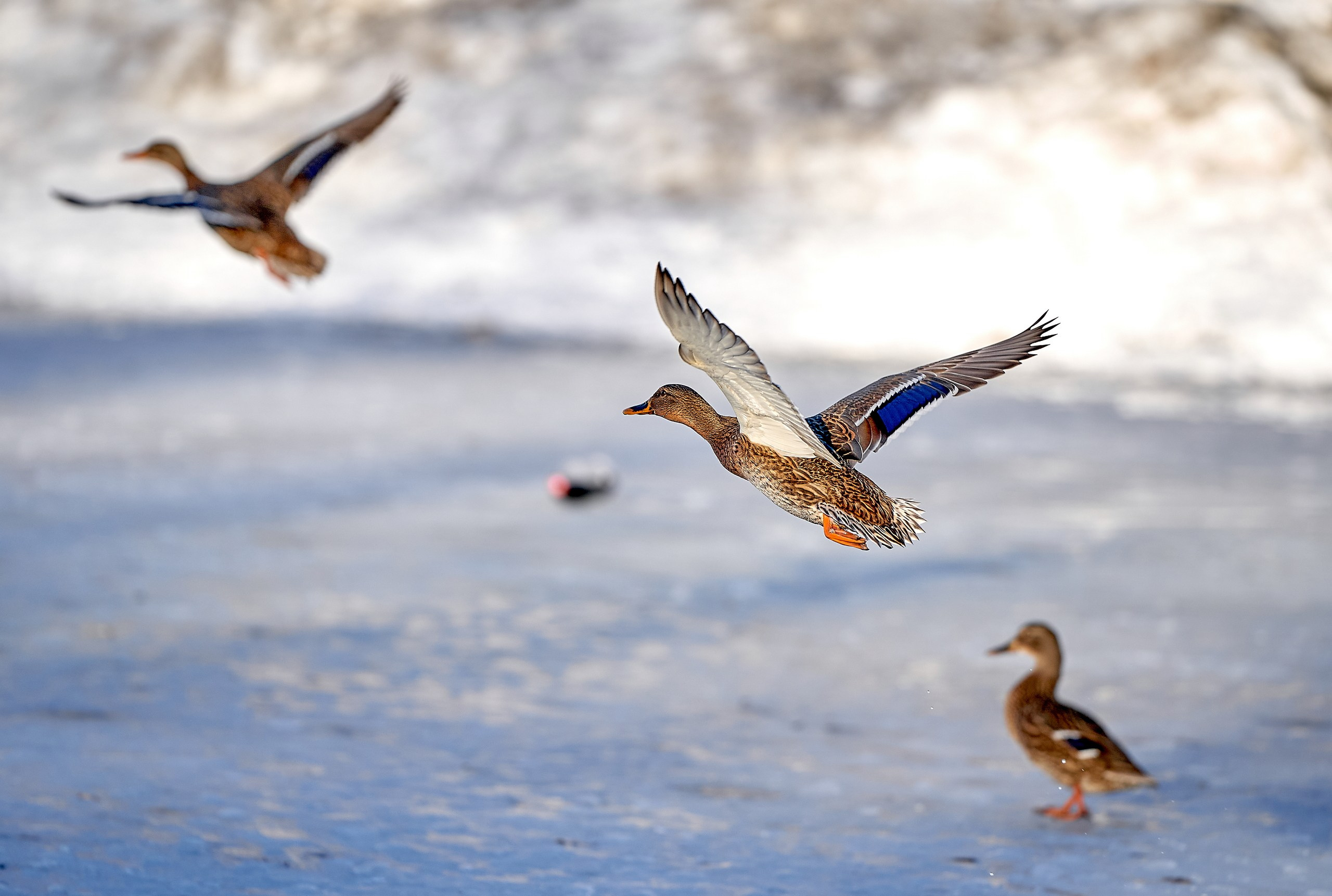 Фото птиц — галерея NATRIEL