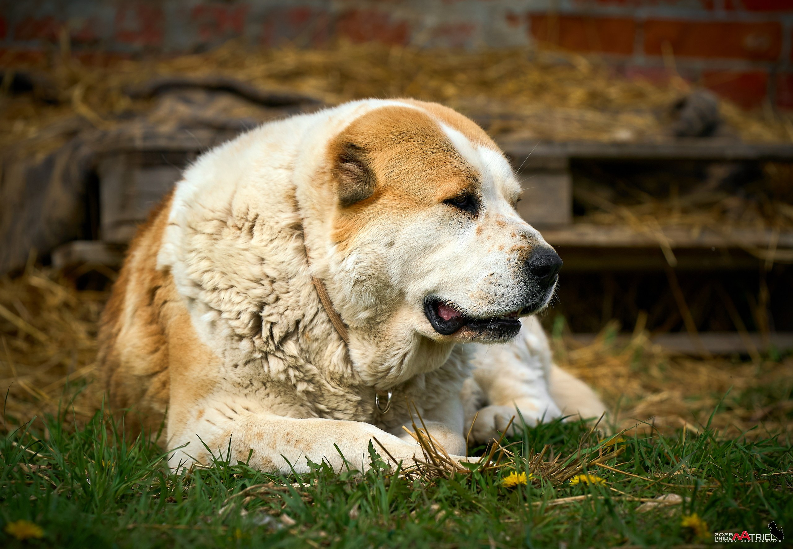 Съемка в питомнике