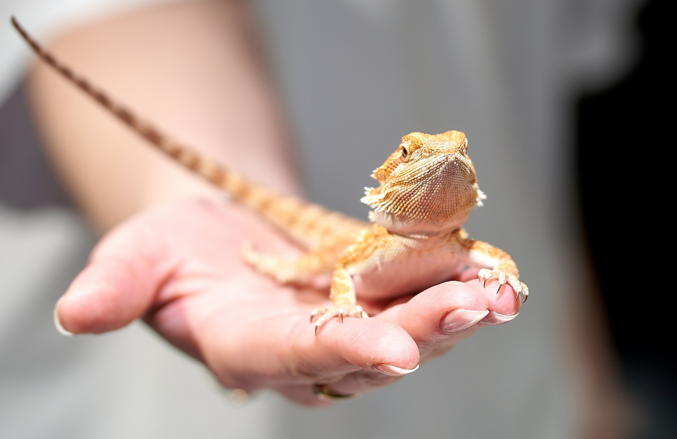 Рептилии — галерея NATRIEL