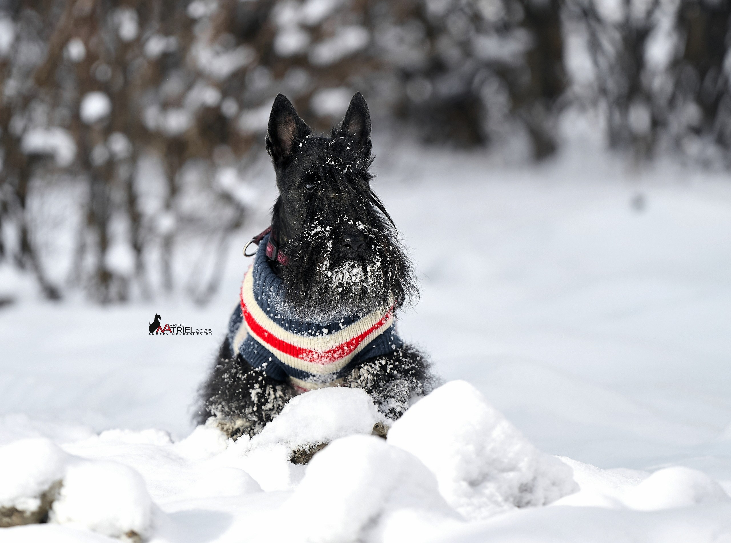 Фотопрогулка с моими собаками на снегу