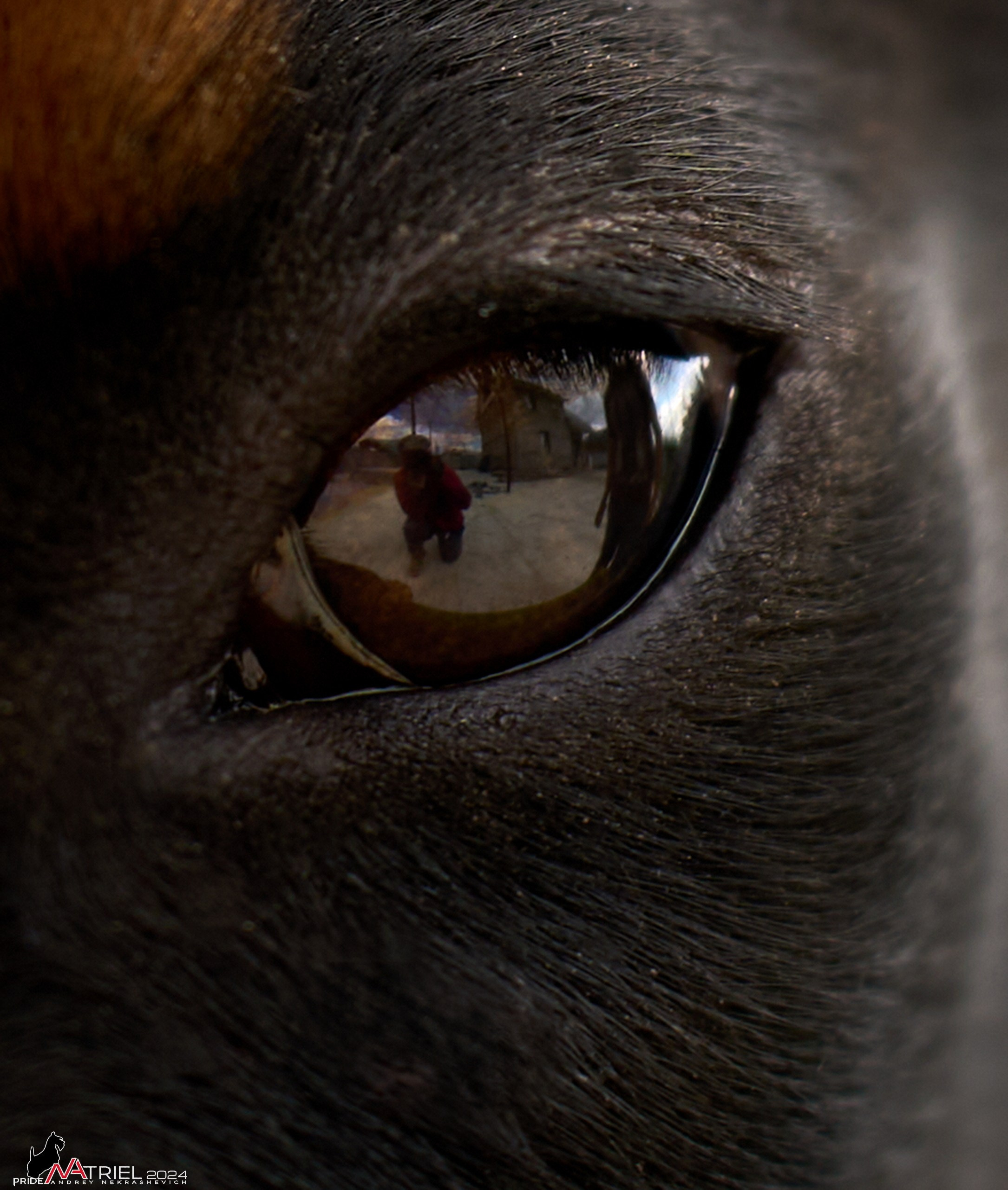 Съемка щенков доберманы