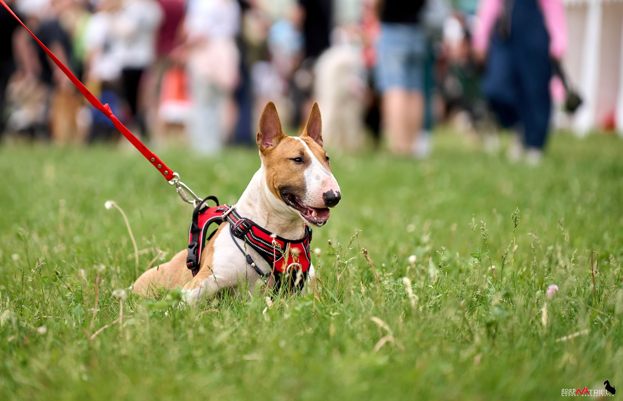 Russian Extreme Dog Trail — 2025