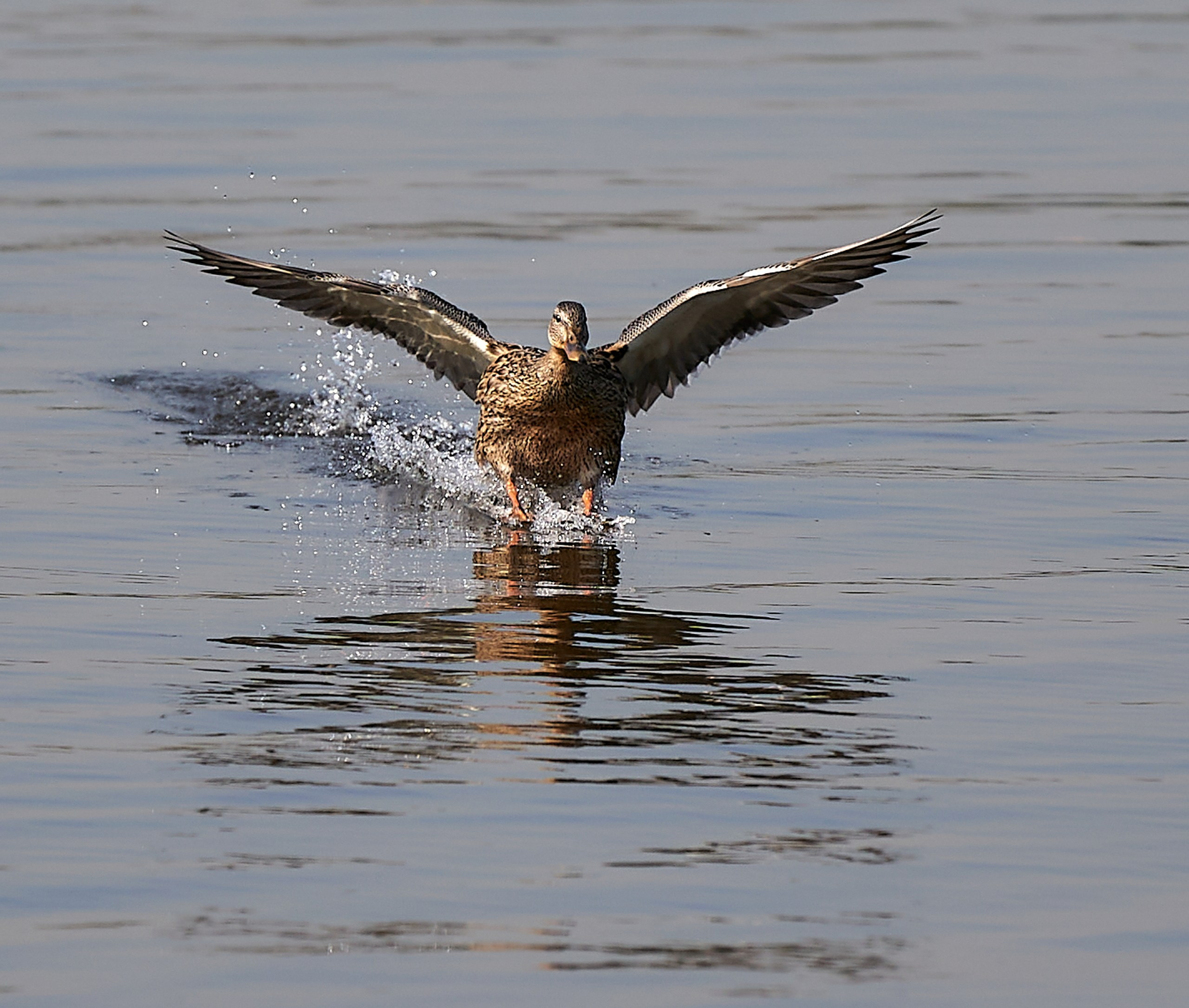 Фото птиц — галерея NATRIEL