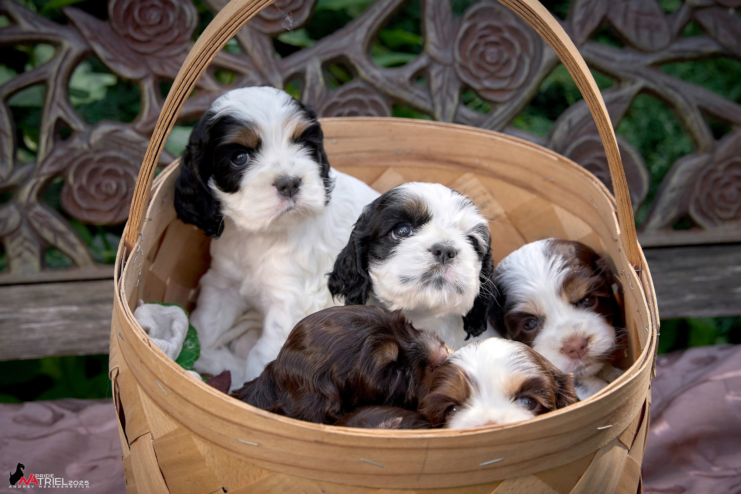 Щенки АмКокеров