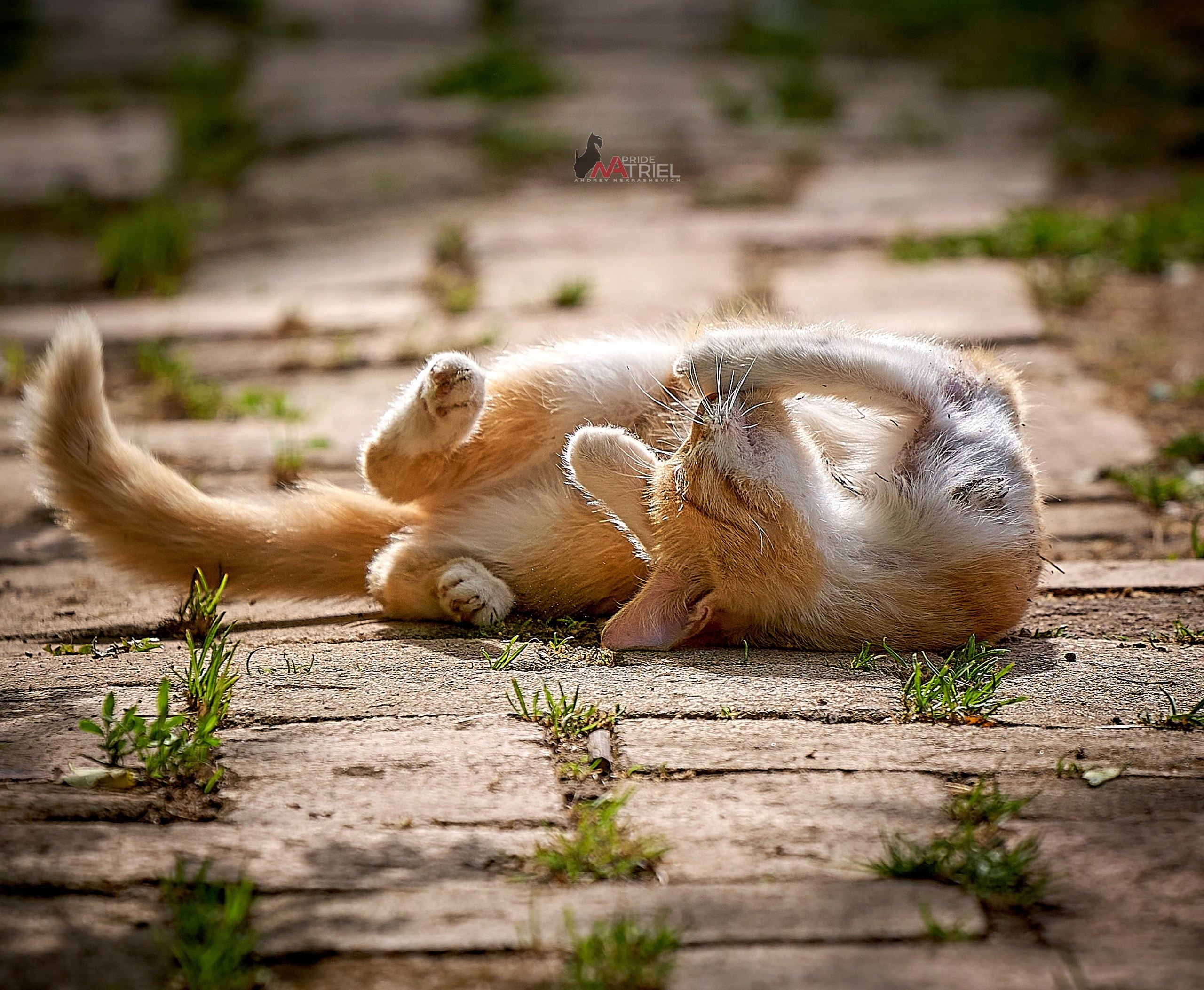 Домашние кошки — галерея NATRIEL