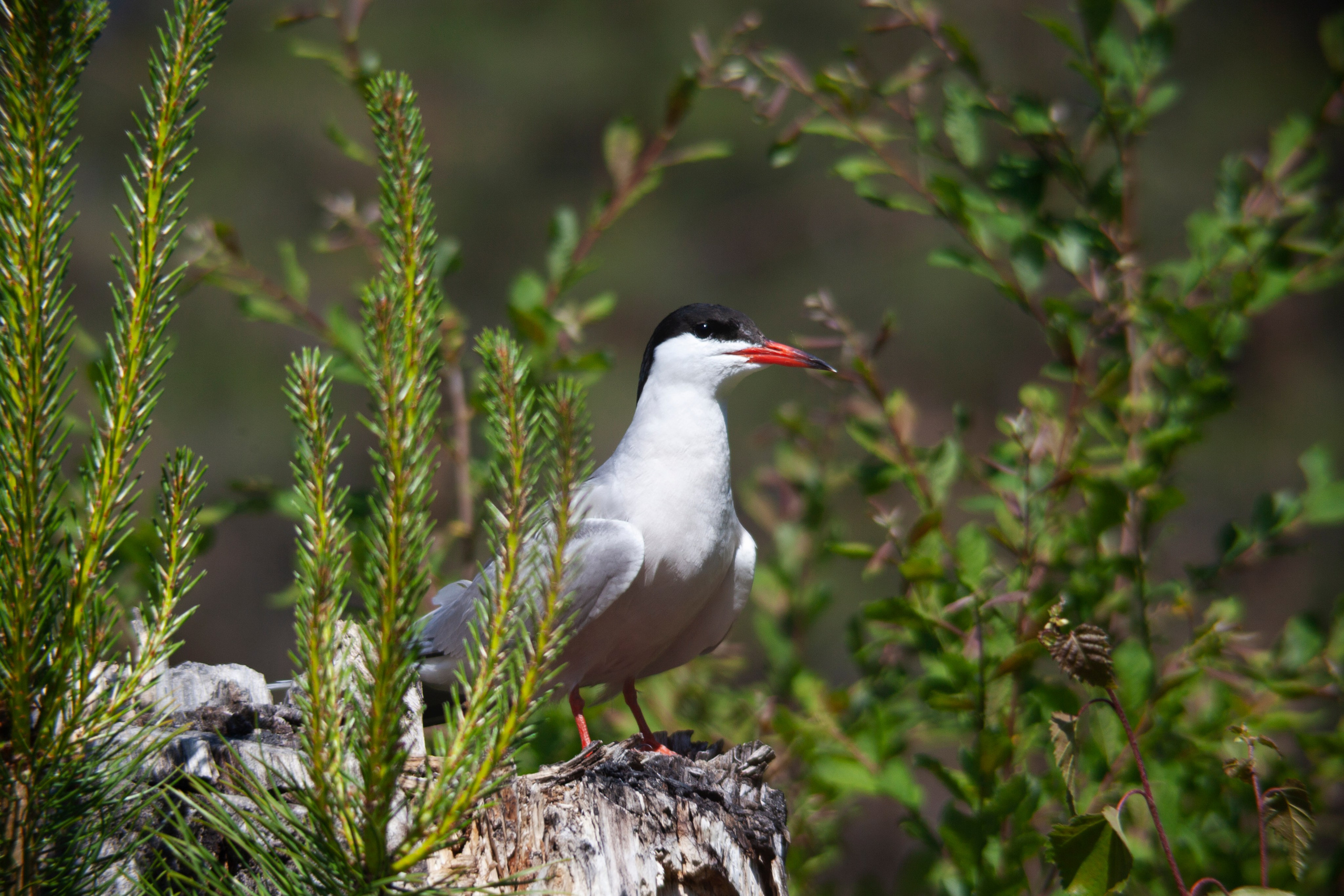 Крачки. Фотограф Адигамова Юлия в Петербурге