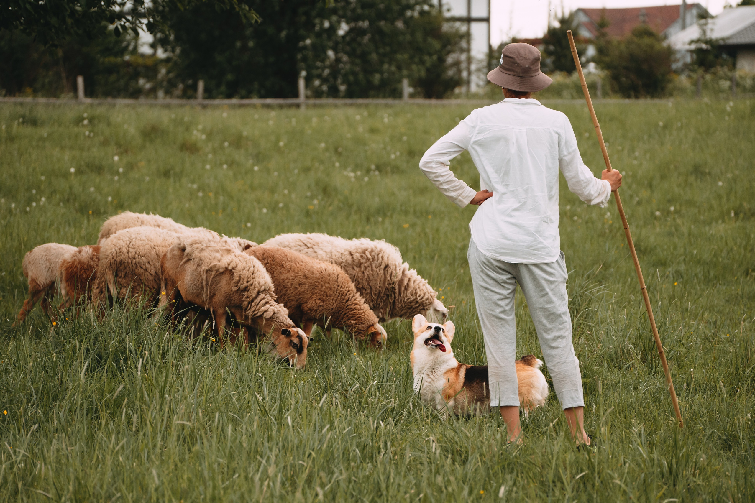 Состязания по пастушьей службе 1-2.06.24, Заостровье. Фотограф-анималист Анастасия Большакова