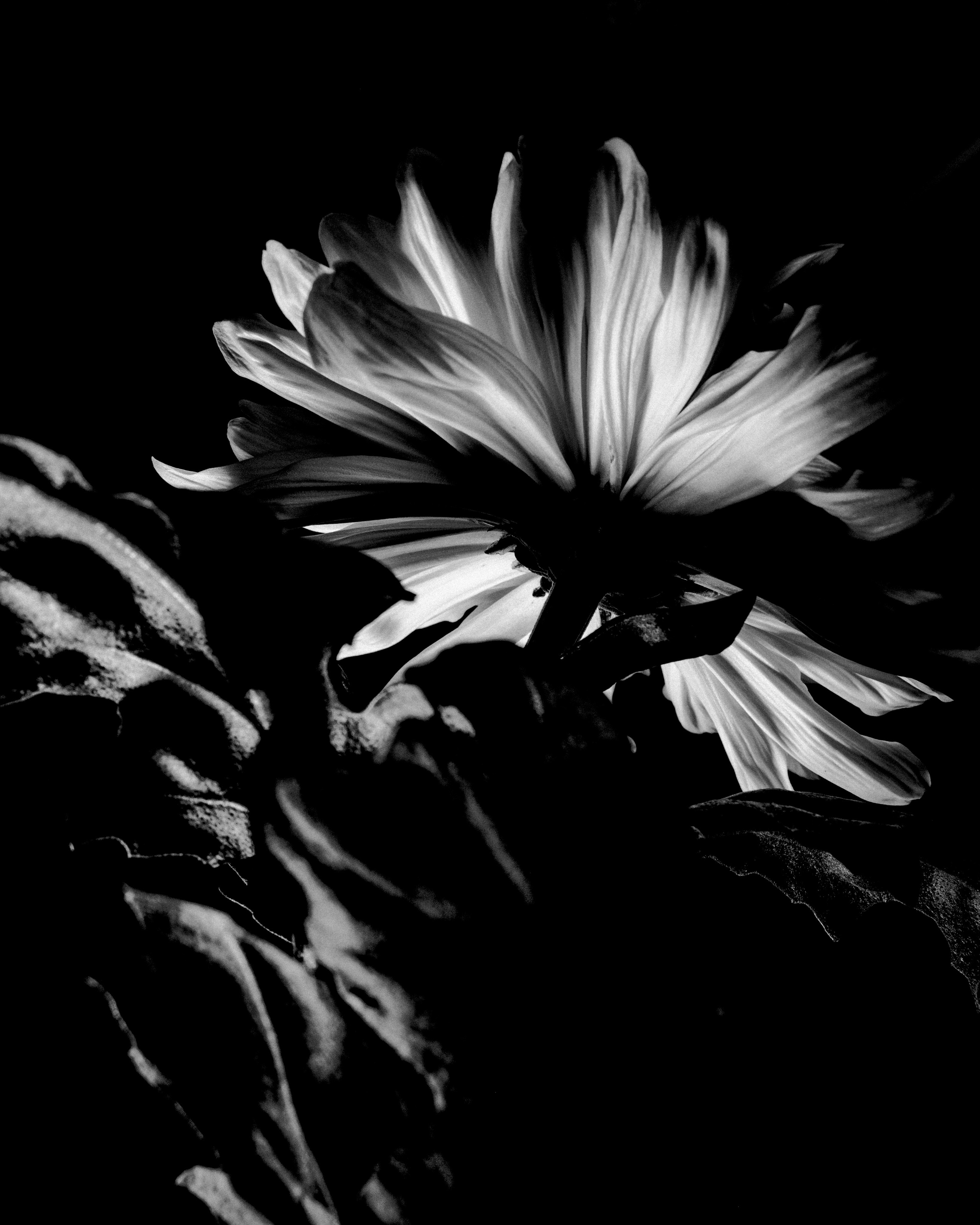 Flowers. Фотограф Ярославль Евгений Хайлов | Арт-фотосессии и креативная съёмка в Ярославле