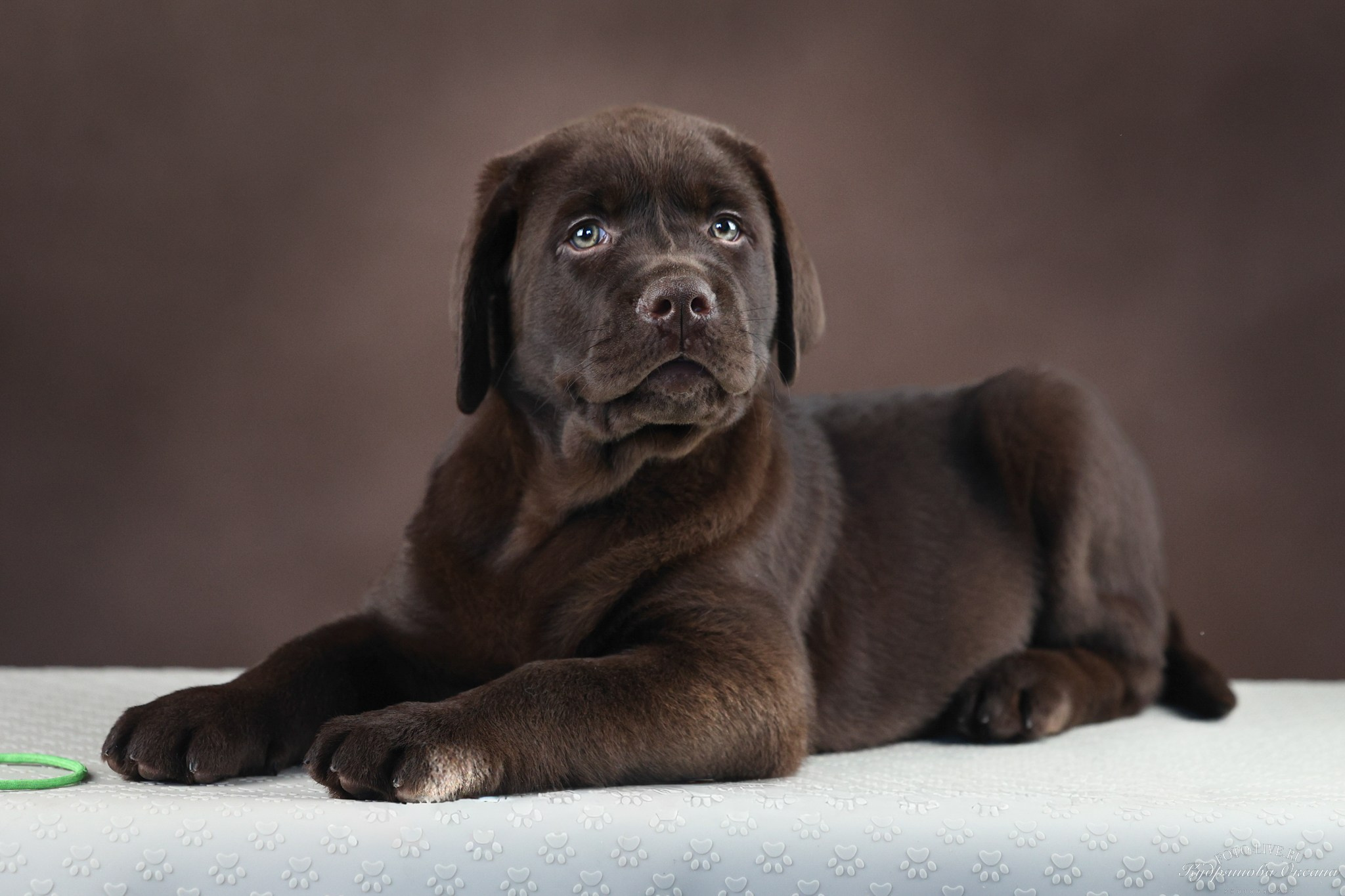 Лабрадоры. Фотограф 📸 анималист, предметный, репортажный