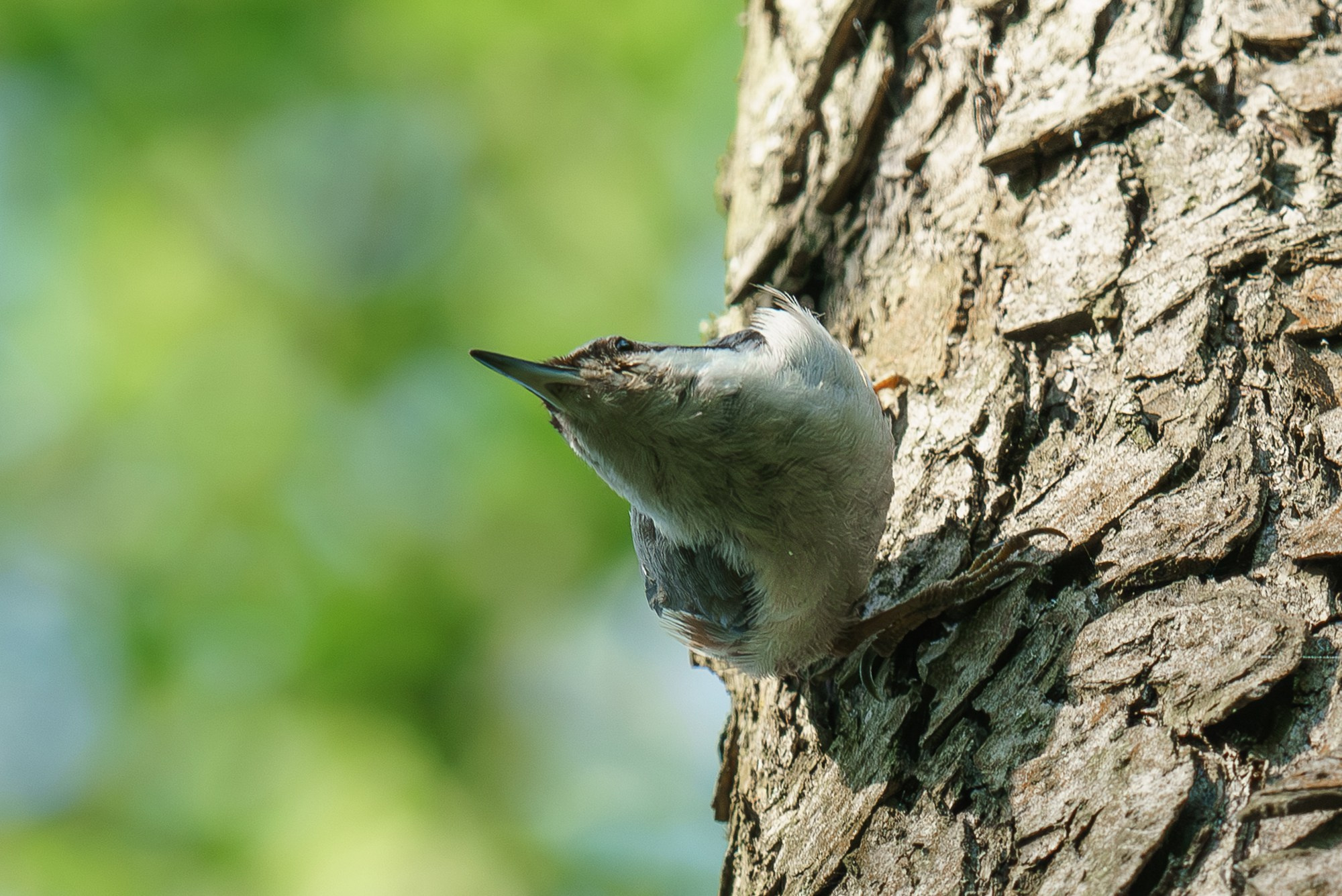 Удивительные мир птиц. Вокруг нас столько прекрасного — присмотритесь!. Ваш личный фотограф Марина Волкова