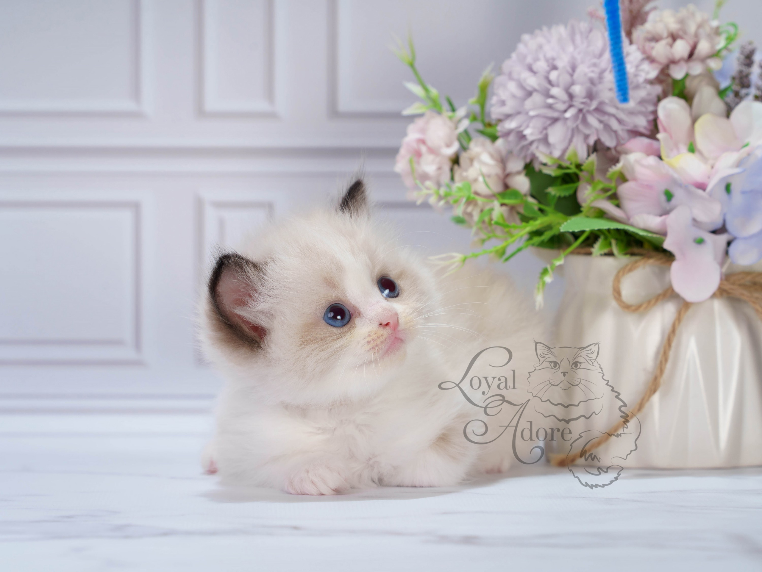 Котята рэгдолл от Loyal Adore. Питомник рэгдолл Loyal Adore