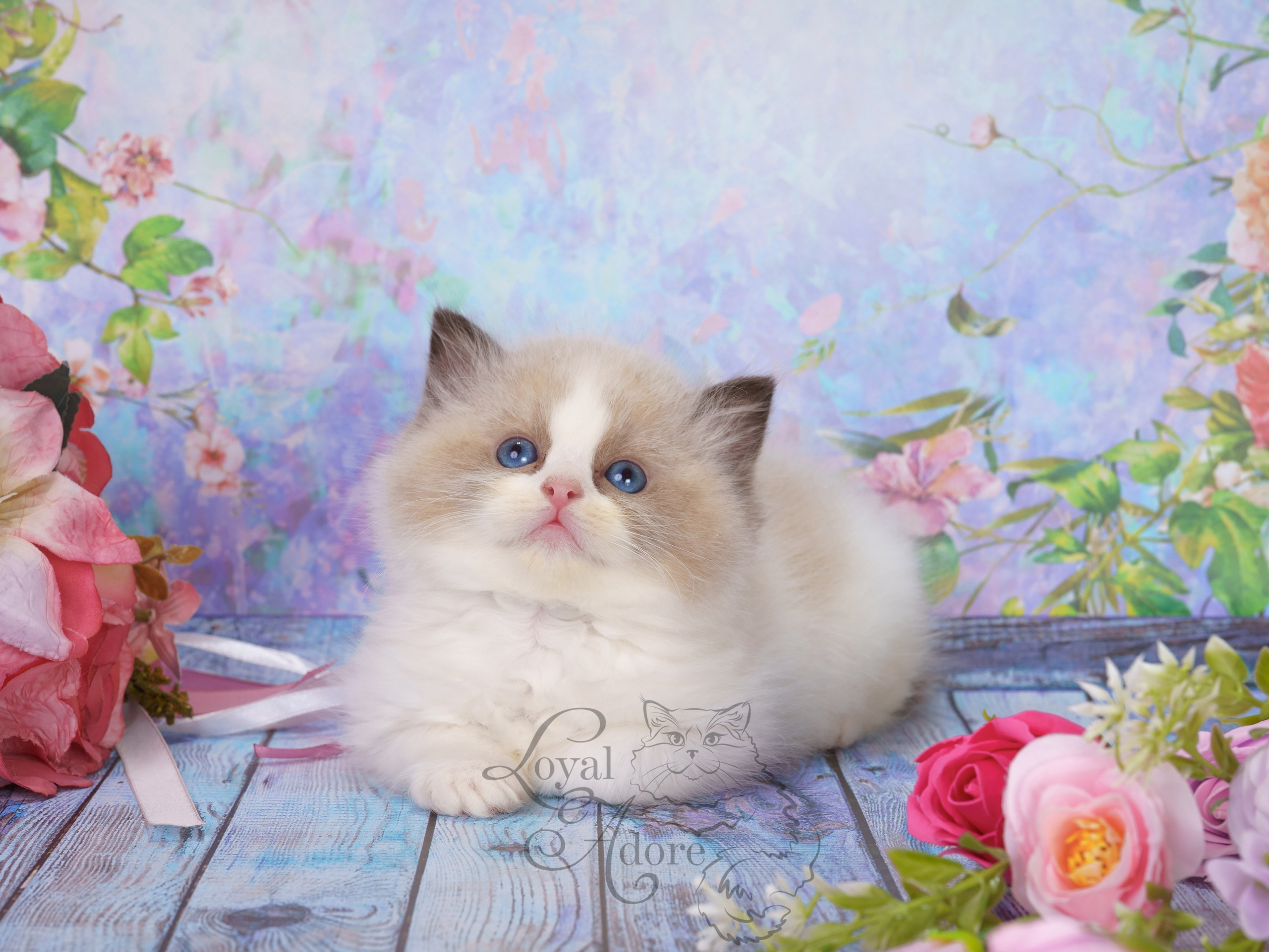 Котята рэгдолл от Loyal Adore. Питомник рэгдолл Loyal Adore