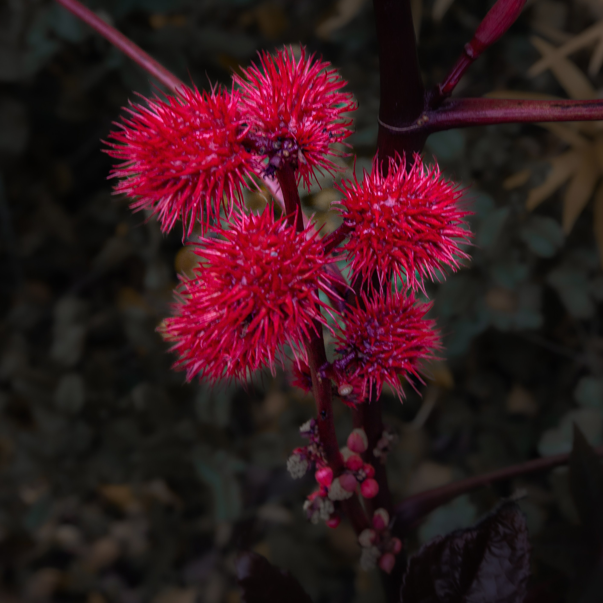 Цветы. Пейзажный и семейный фотограф в Санкт-Петербурге Александр Белов