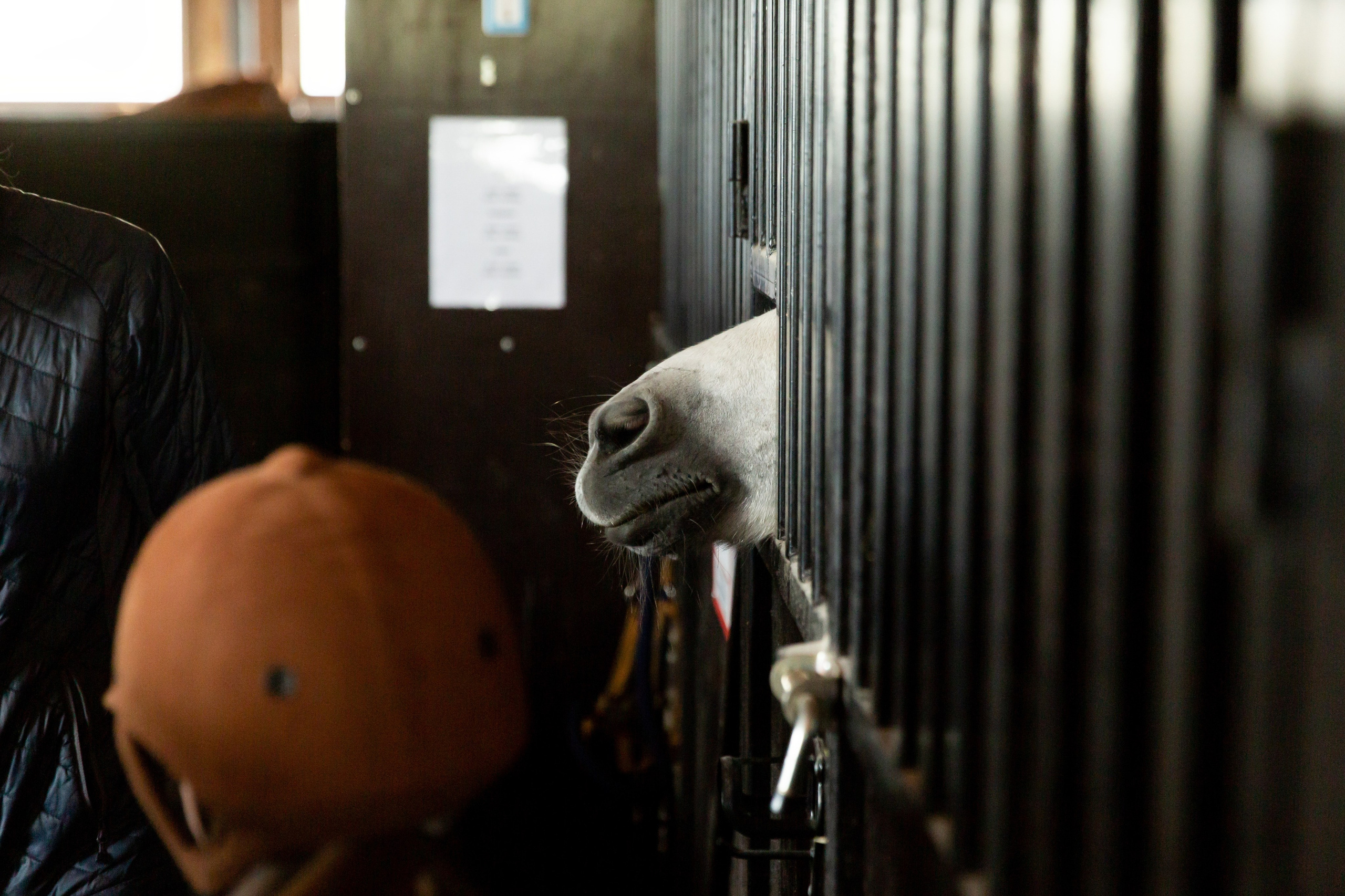 Конюшня. Снимаю съемки