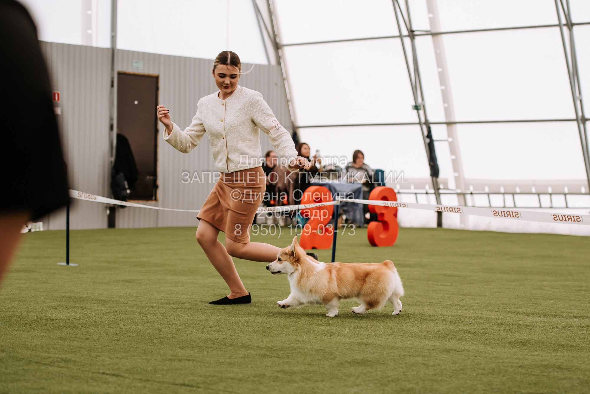 Выставка собак Красноярск 2.06. Фотограф Диана Оленина Красноярск / Братск
