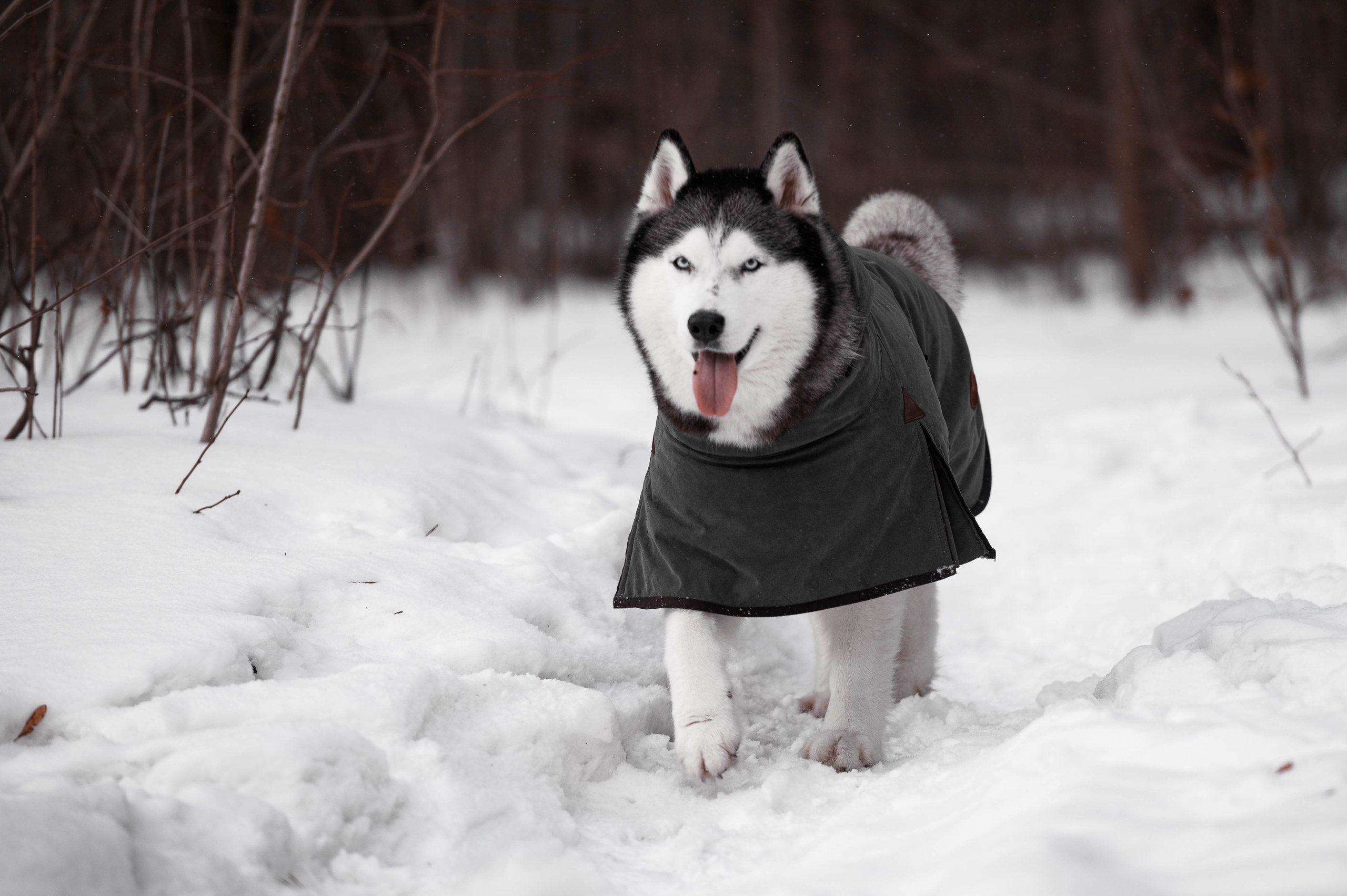 Шанель. Фотограф-анималист