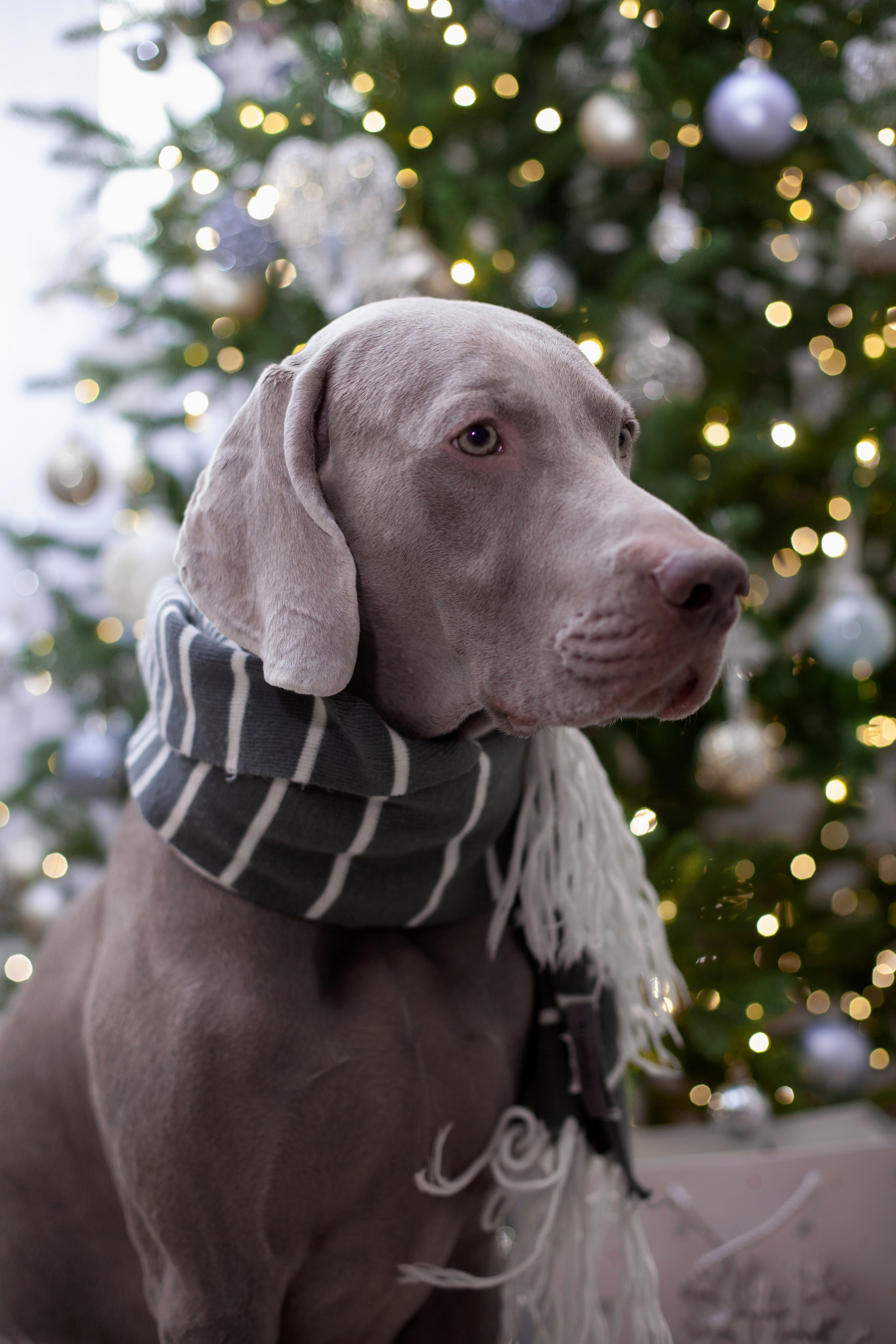 Домашняя. Фотограф в Томске Евгения Гуляева