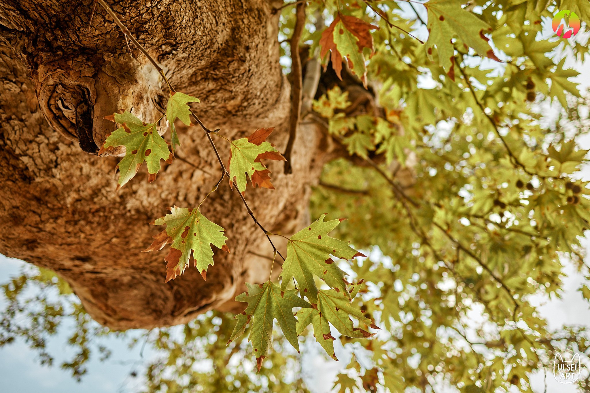 Free Earth festival 2024. Фотохудожник Елена Криулина