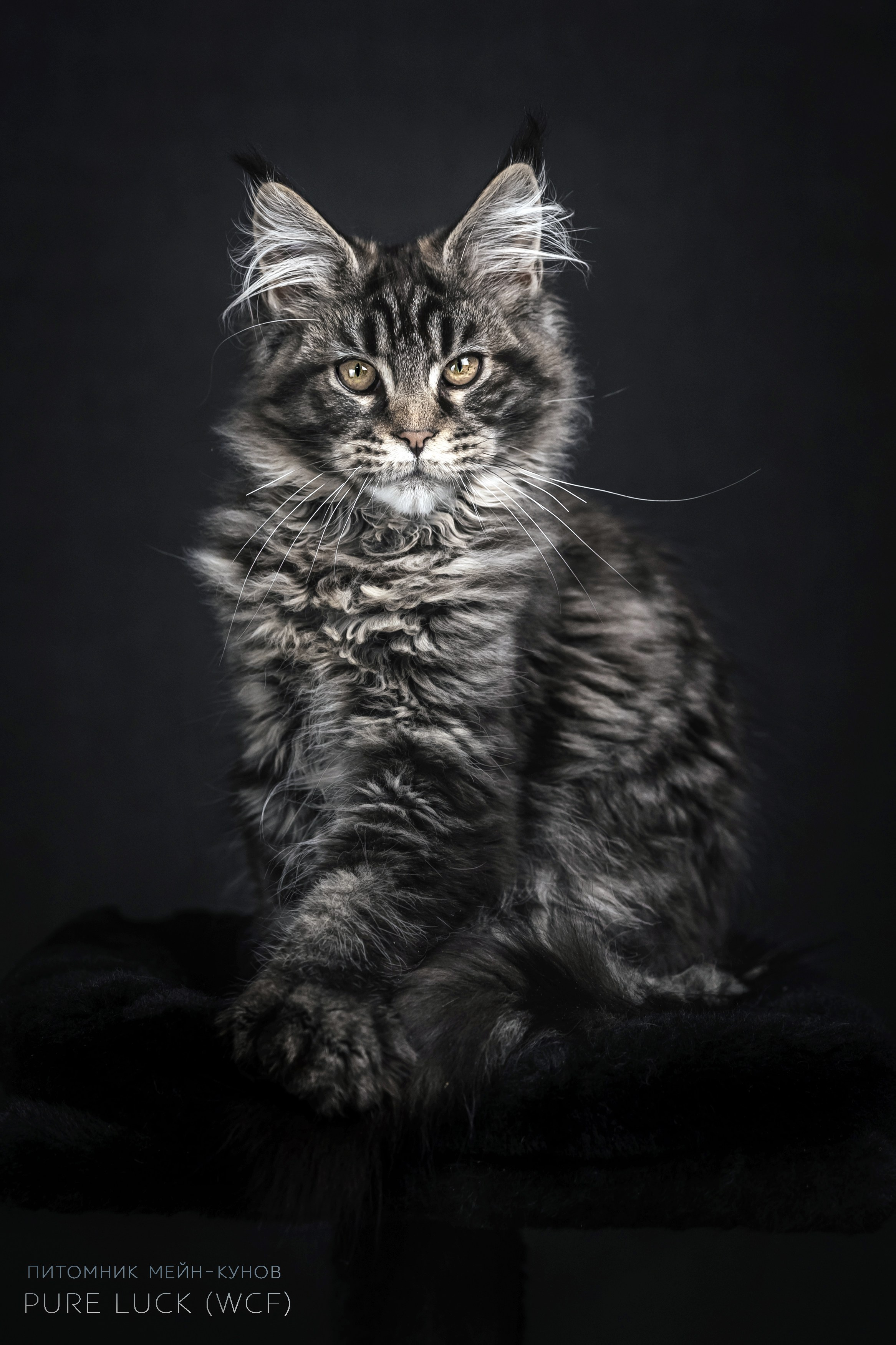 Куны. Фотограф анималист Аня Ливанова | Рыбинск