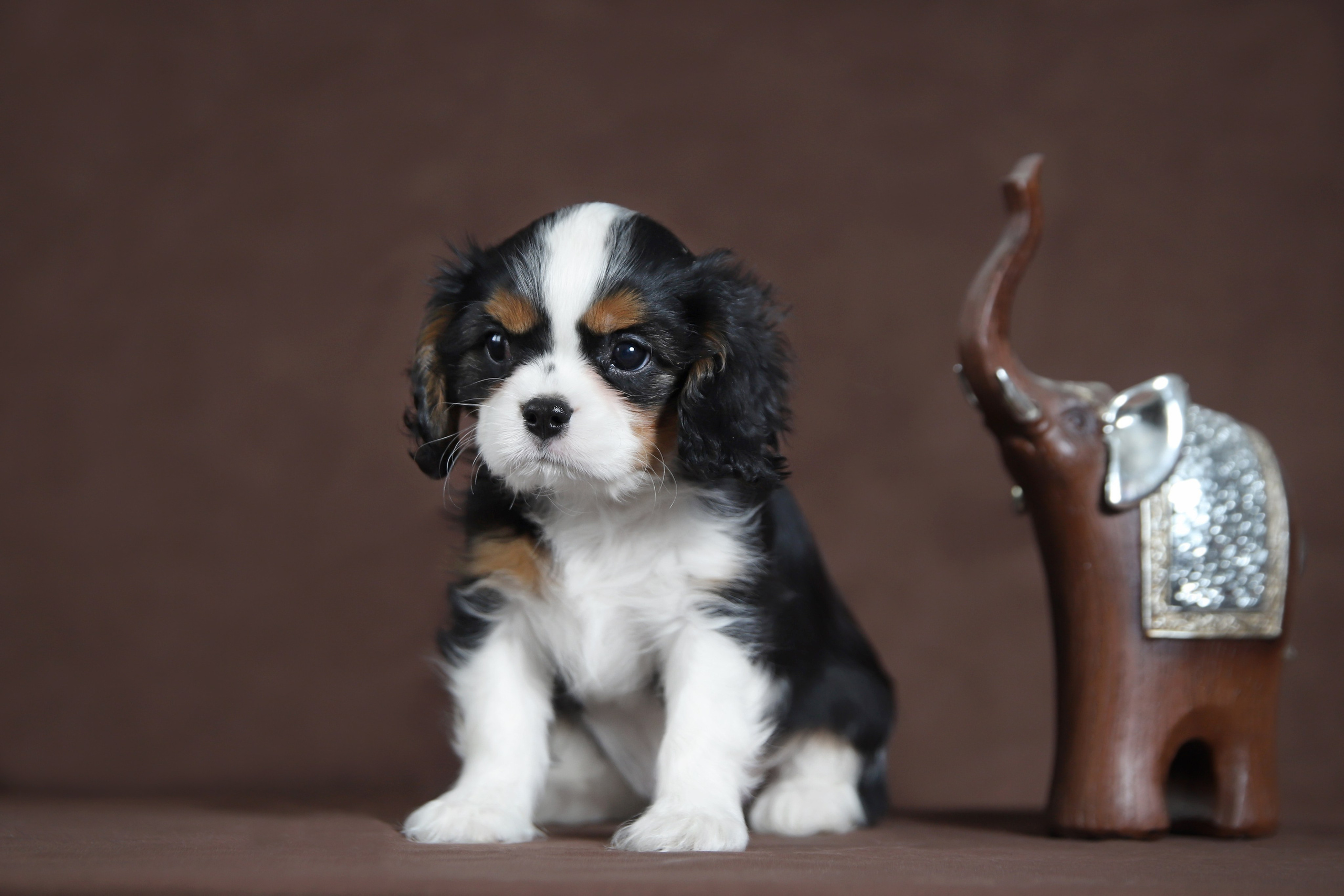 КАВАЛЕР КИНГ ЧАРЛЬЗ СПАНИЕЛЬ. Юлия Микульская. Рыбинск