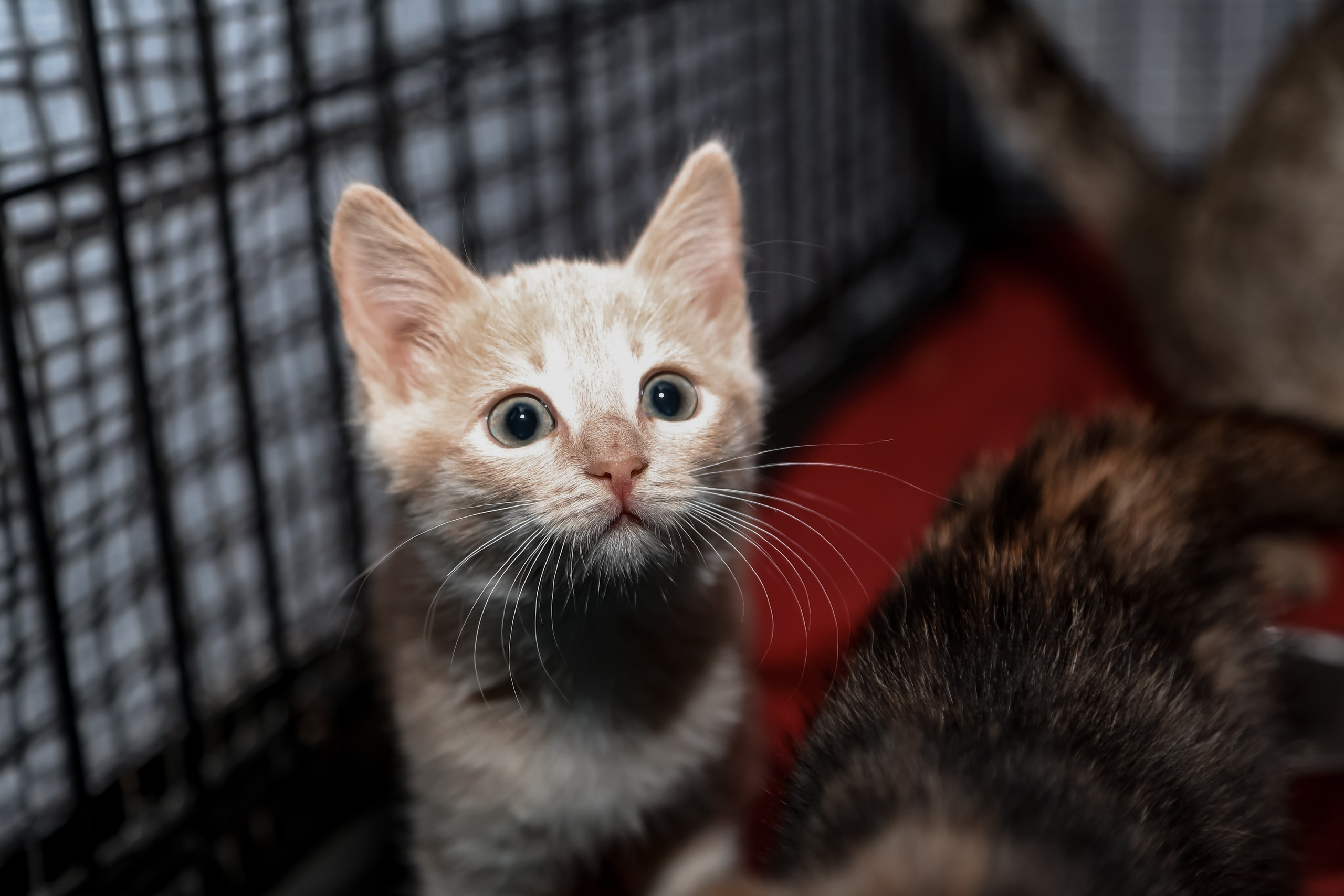 Приют Кошкин Дом Филимоша. Ваш фотограф в Оренбурге Рощупкина Екатерина