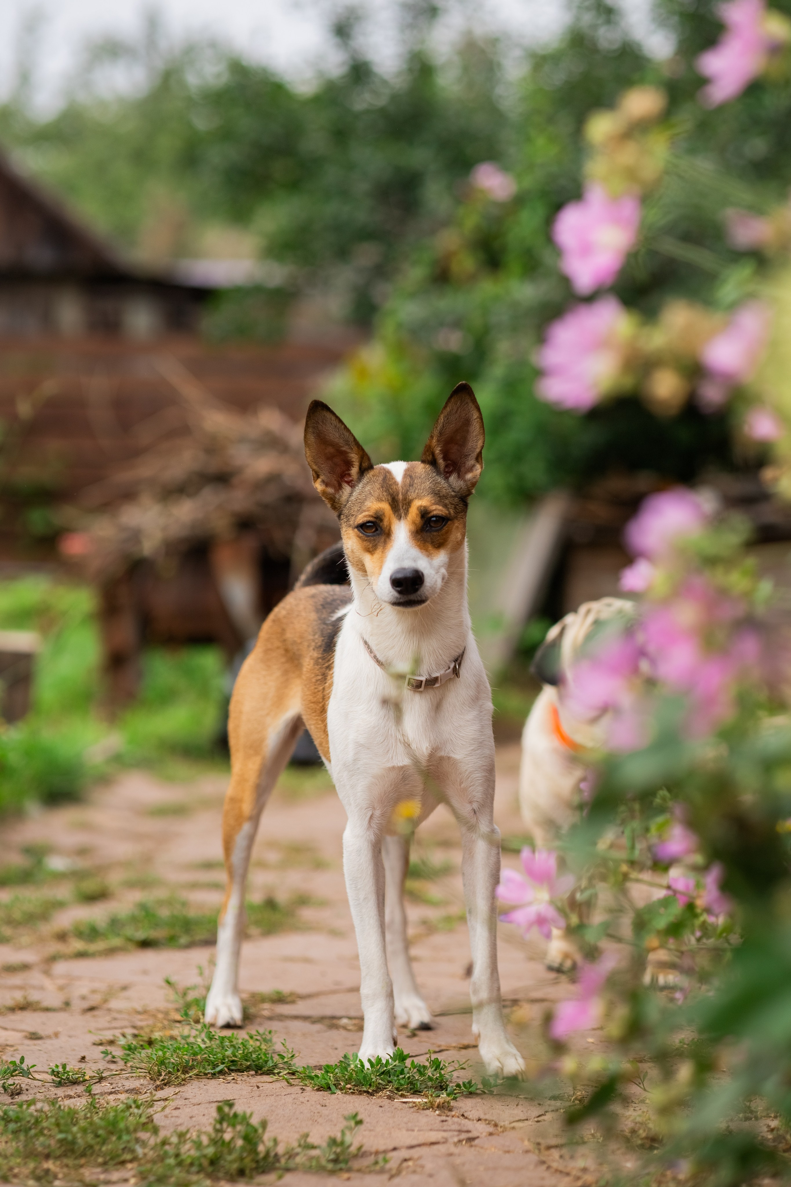 Сёма и Жужа. Август. Фотограф Яна Матвеева в Ижевске