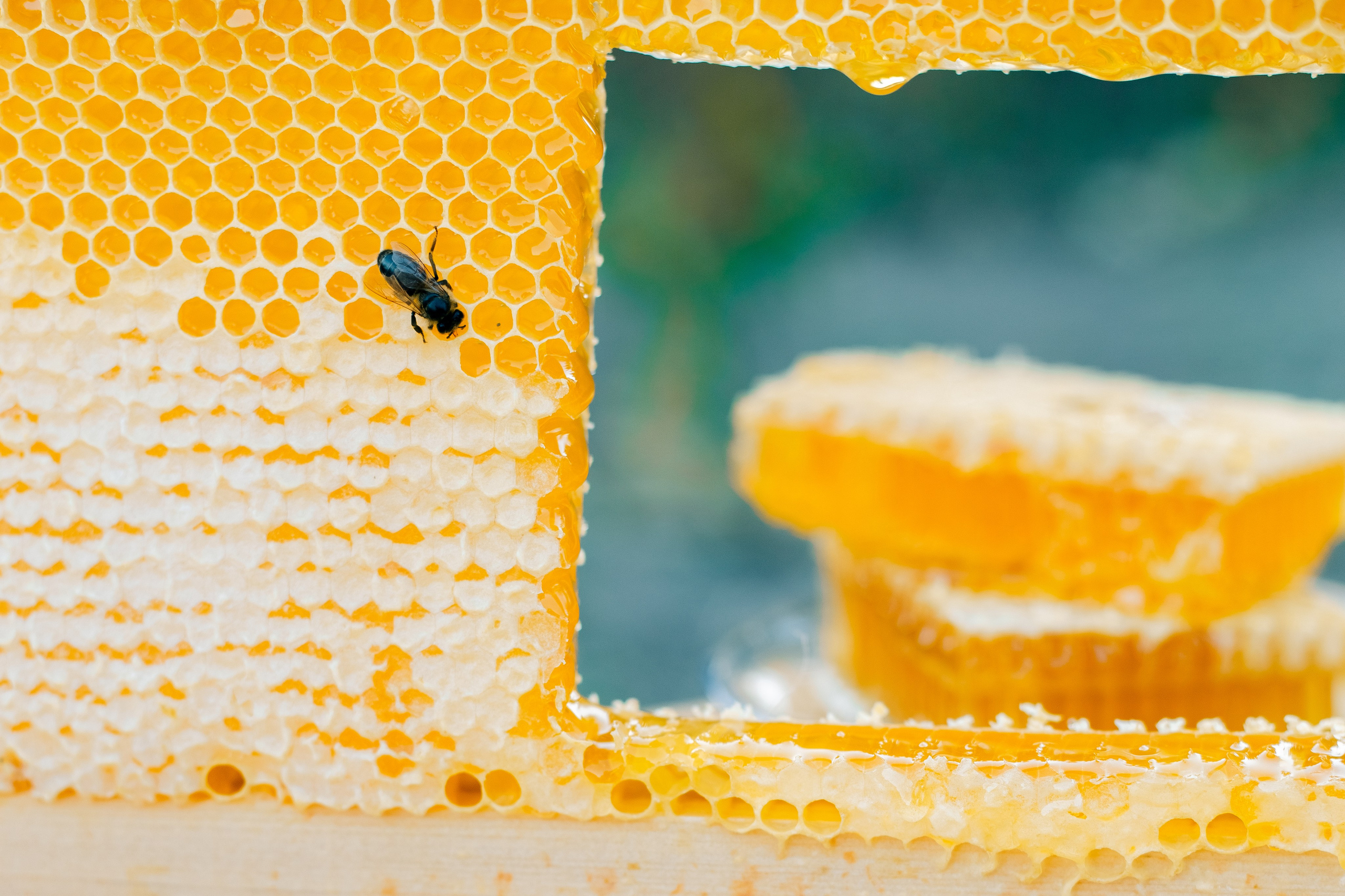 Контент фотосессия для частной пасеки. Свадебный и семейный фотограф в Краснодарском крае Мария Данилкина