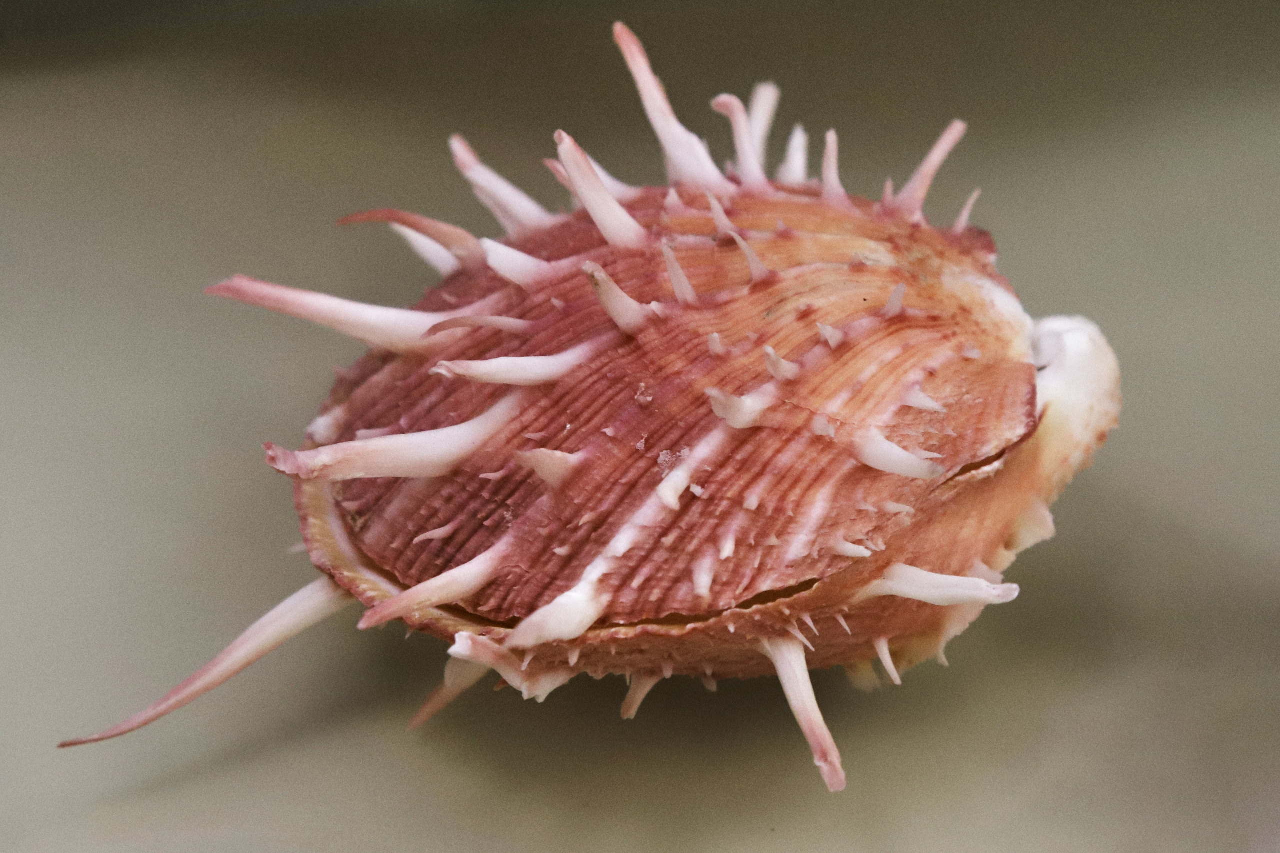 Морской калейдоскоп. Фотограф Юлия Маринина