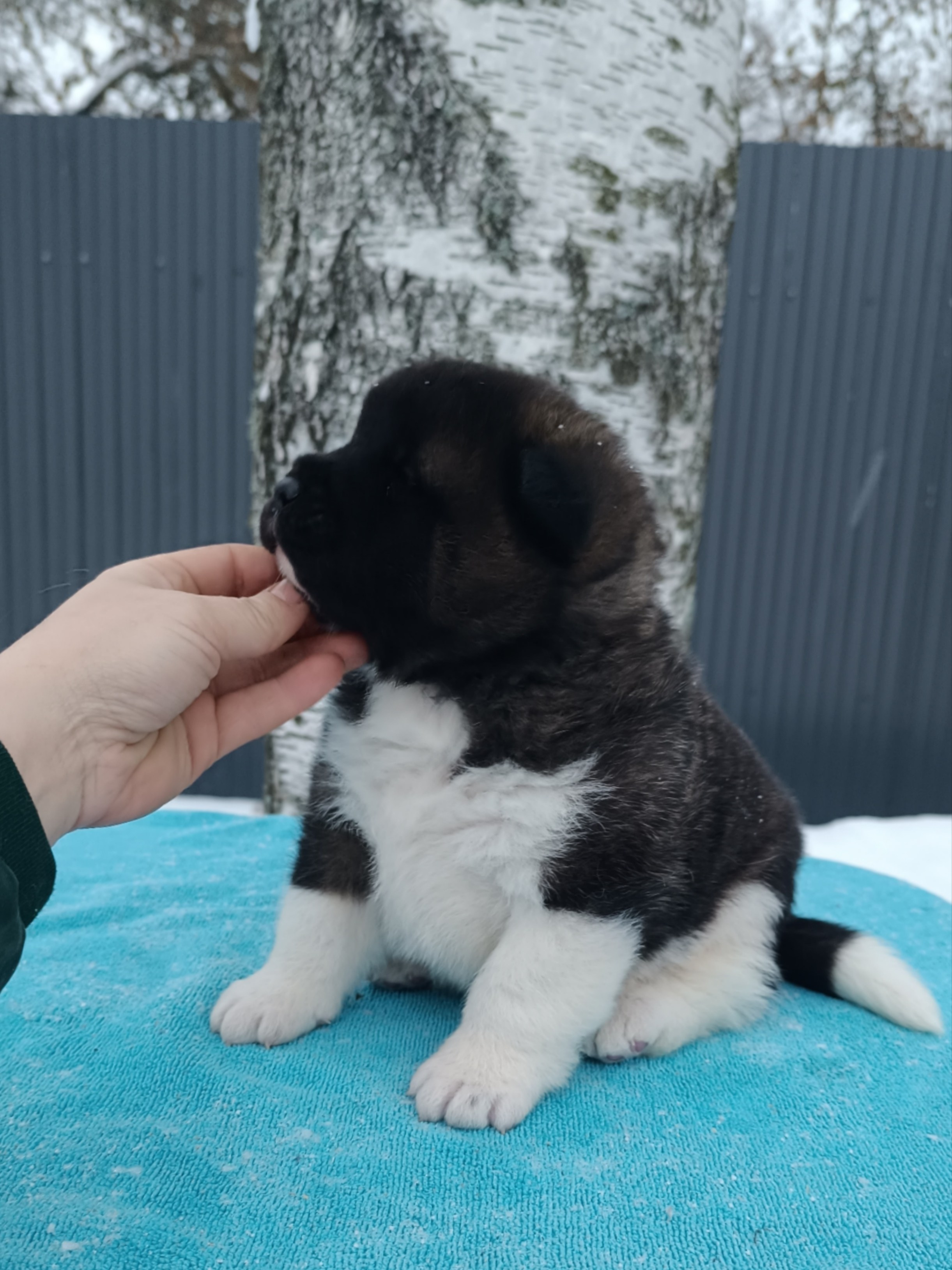 Американская акита  щенки питомник Санкт-Петербург клубные щенки Американская акита питомник RUBYLIGHT Рубилайт купить щенка американской акиты