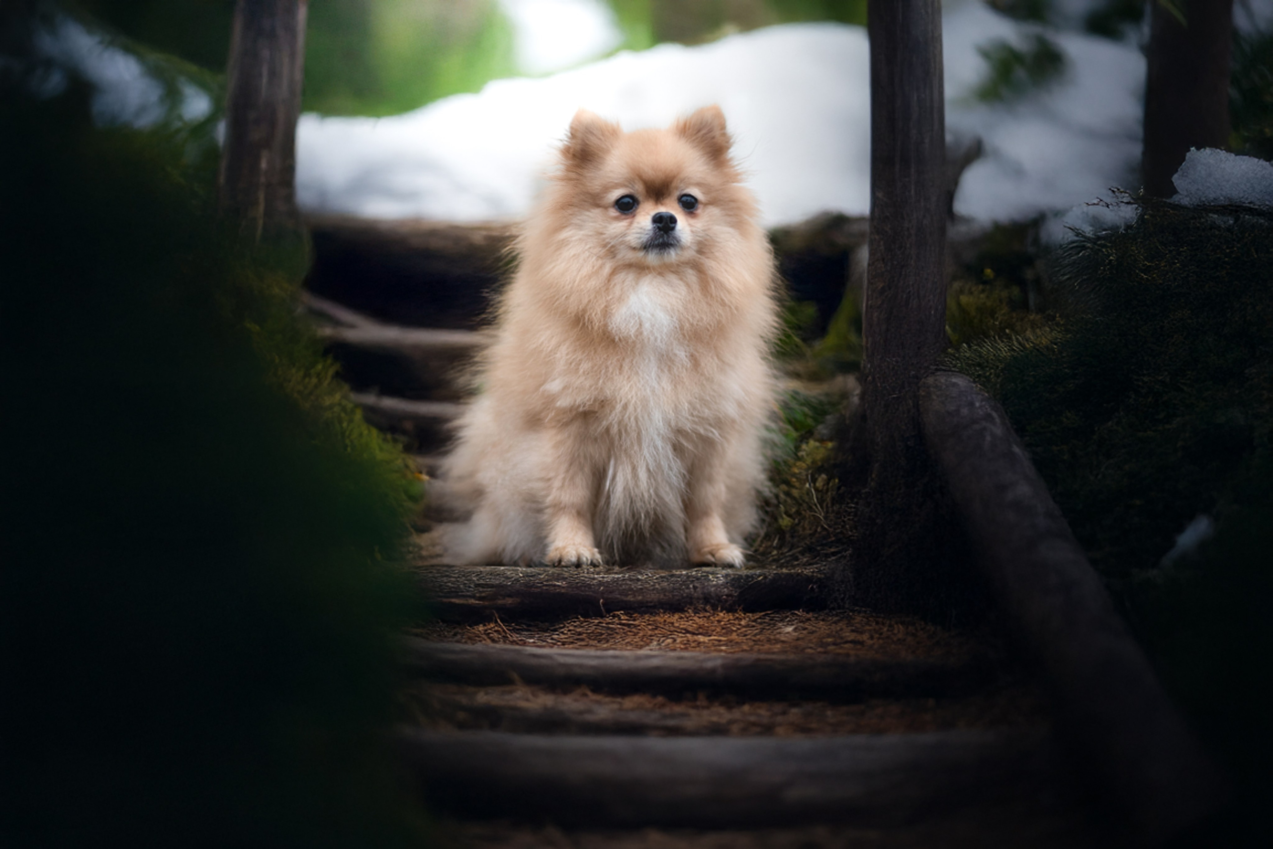 Контакты. Фотограф — анималист RISHELL PHOTO