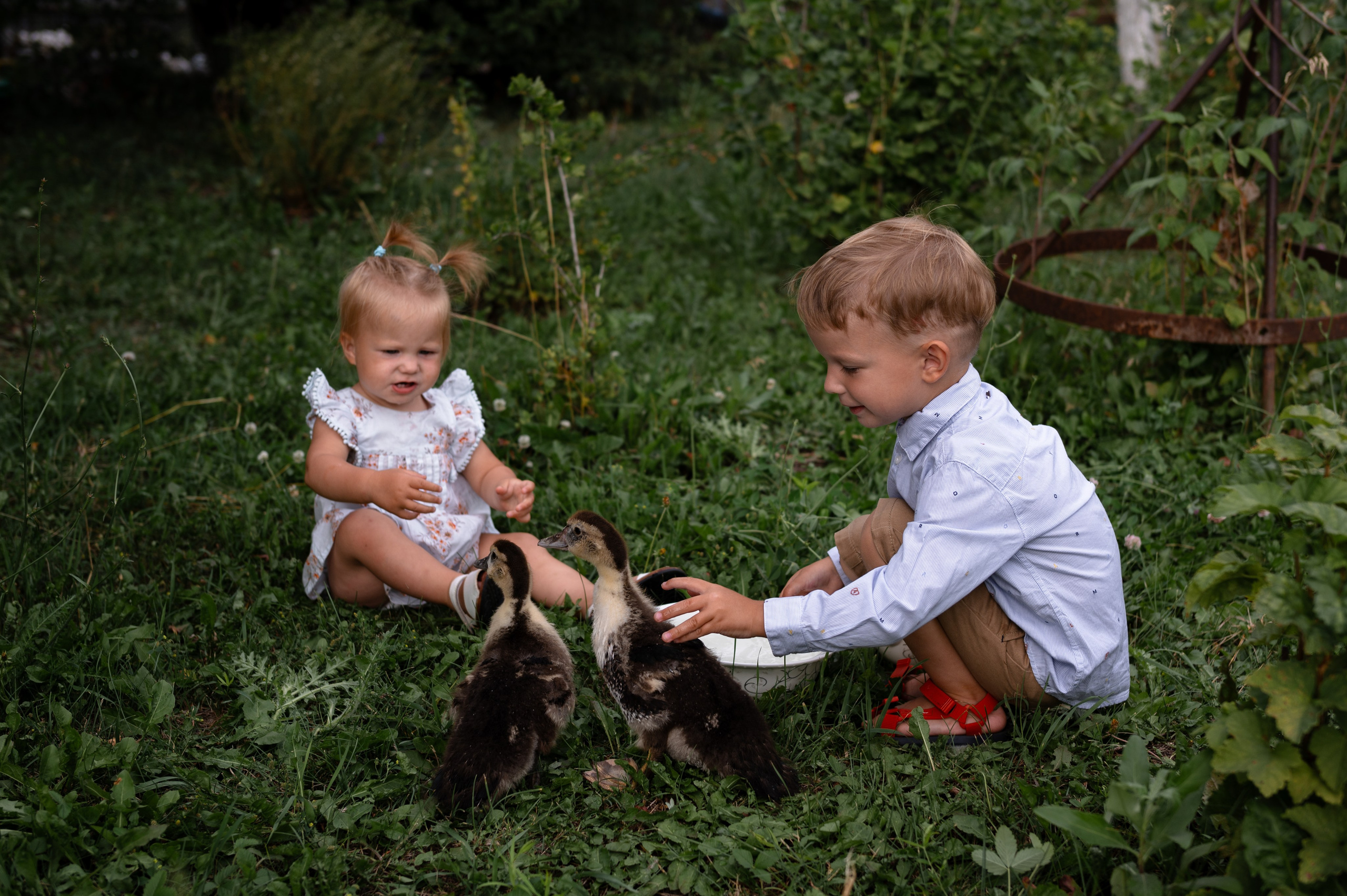 Ромашки и утята. Главная