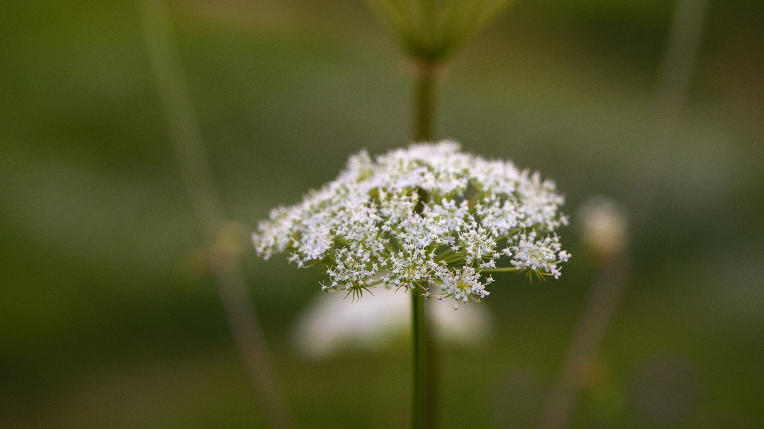 ATMOSPHERE. Фотограф Юрина Ксения Москва