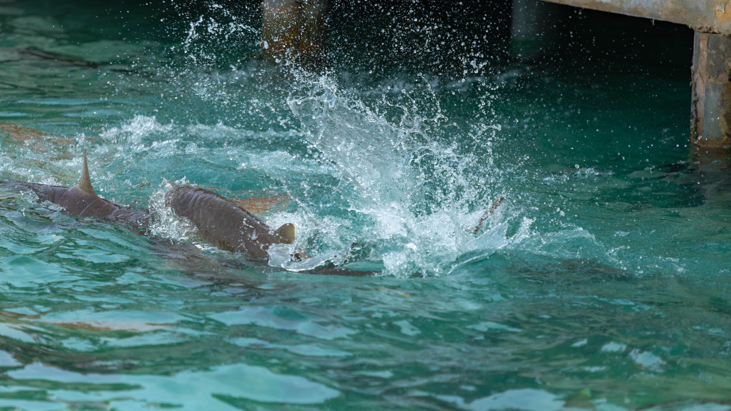 Мальдивы, Ellaidhoo Maldives by Cinnamon