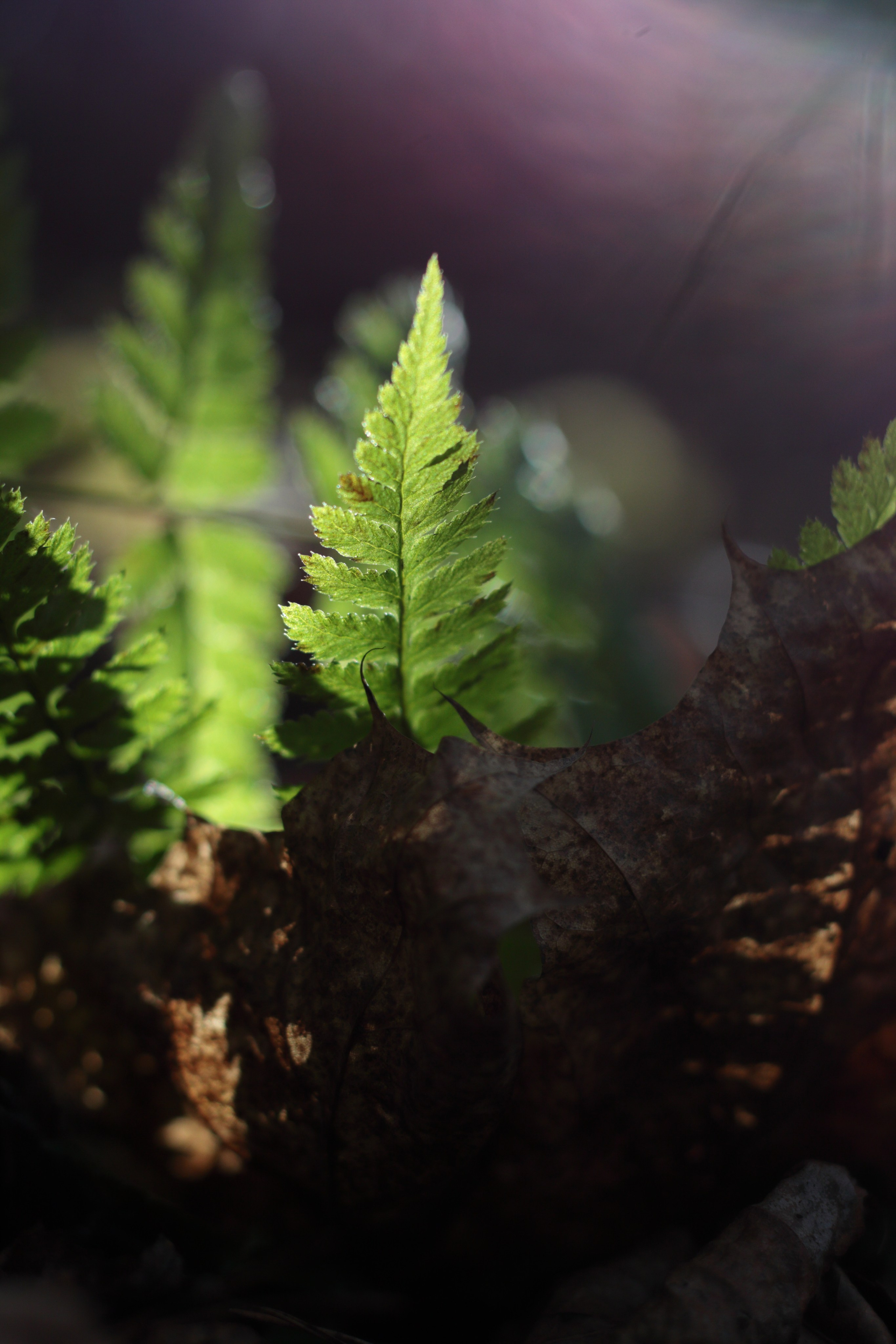 Старое природное, отбирала Katamount (Катерина Горохова). Главная