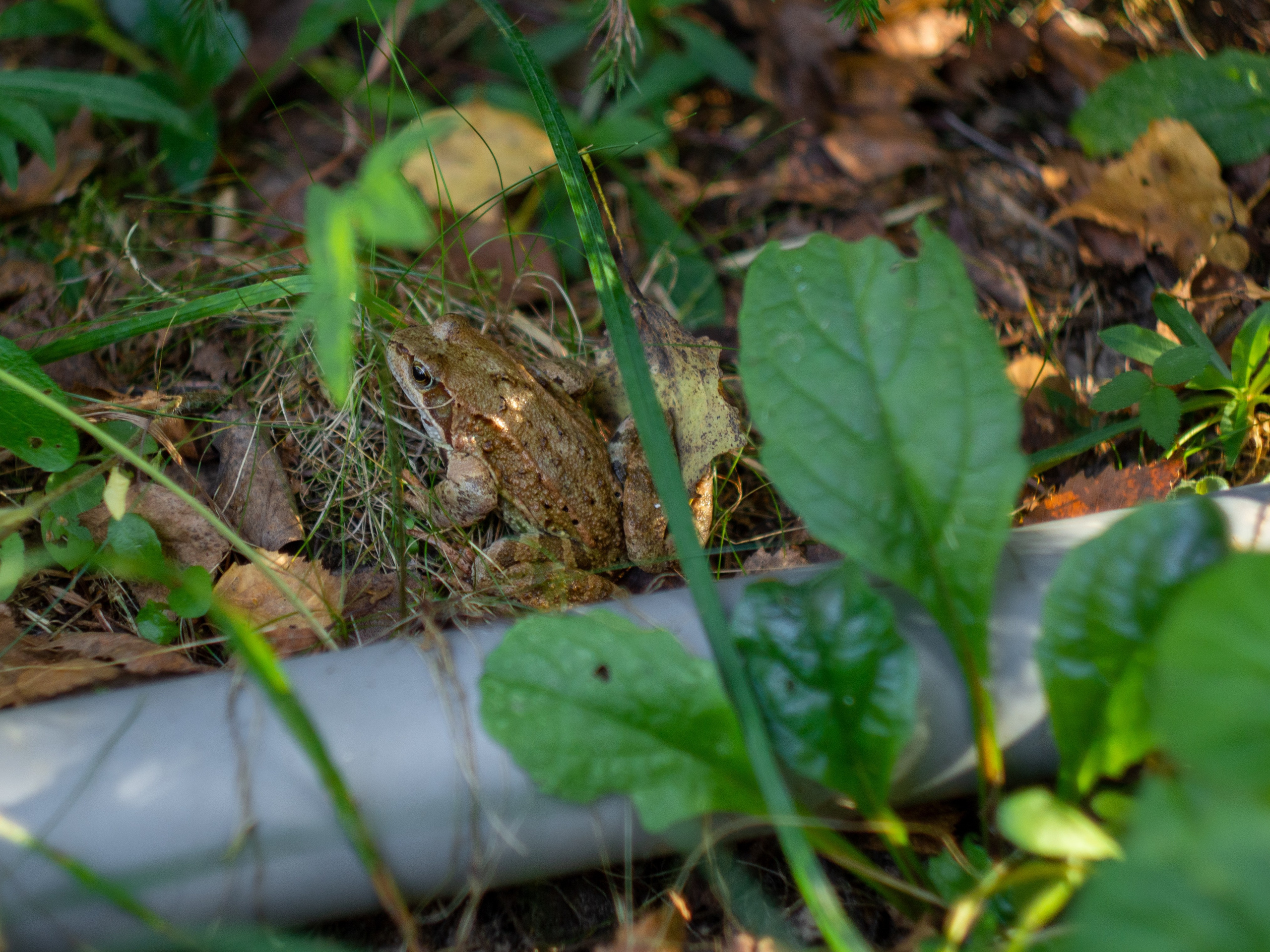 20230923-25 Родники. Дмитрий Ремизов. Фотография, как хобби