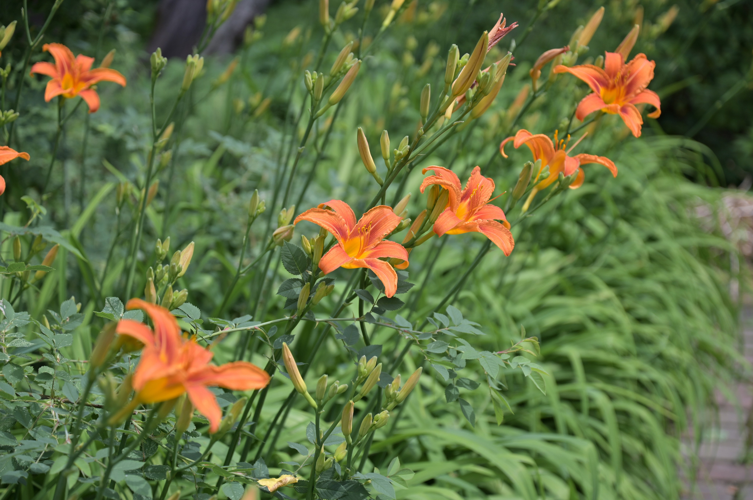 20240616 Крутицкое подворье. Дмитрий Ремизов. Фотография, как хобби